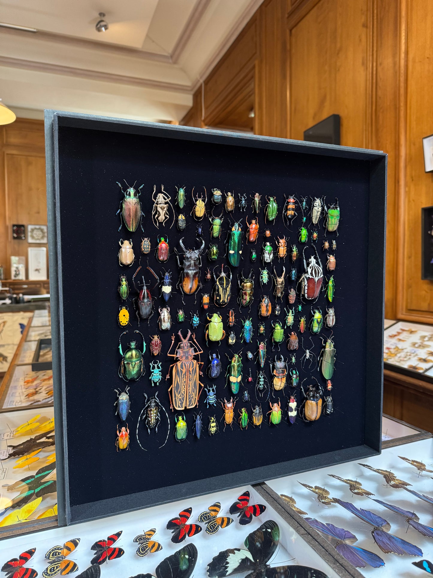 Square beetle composition