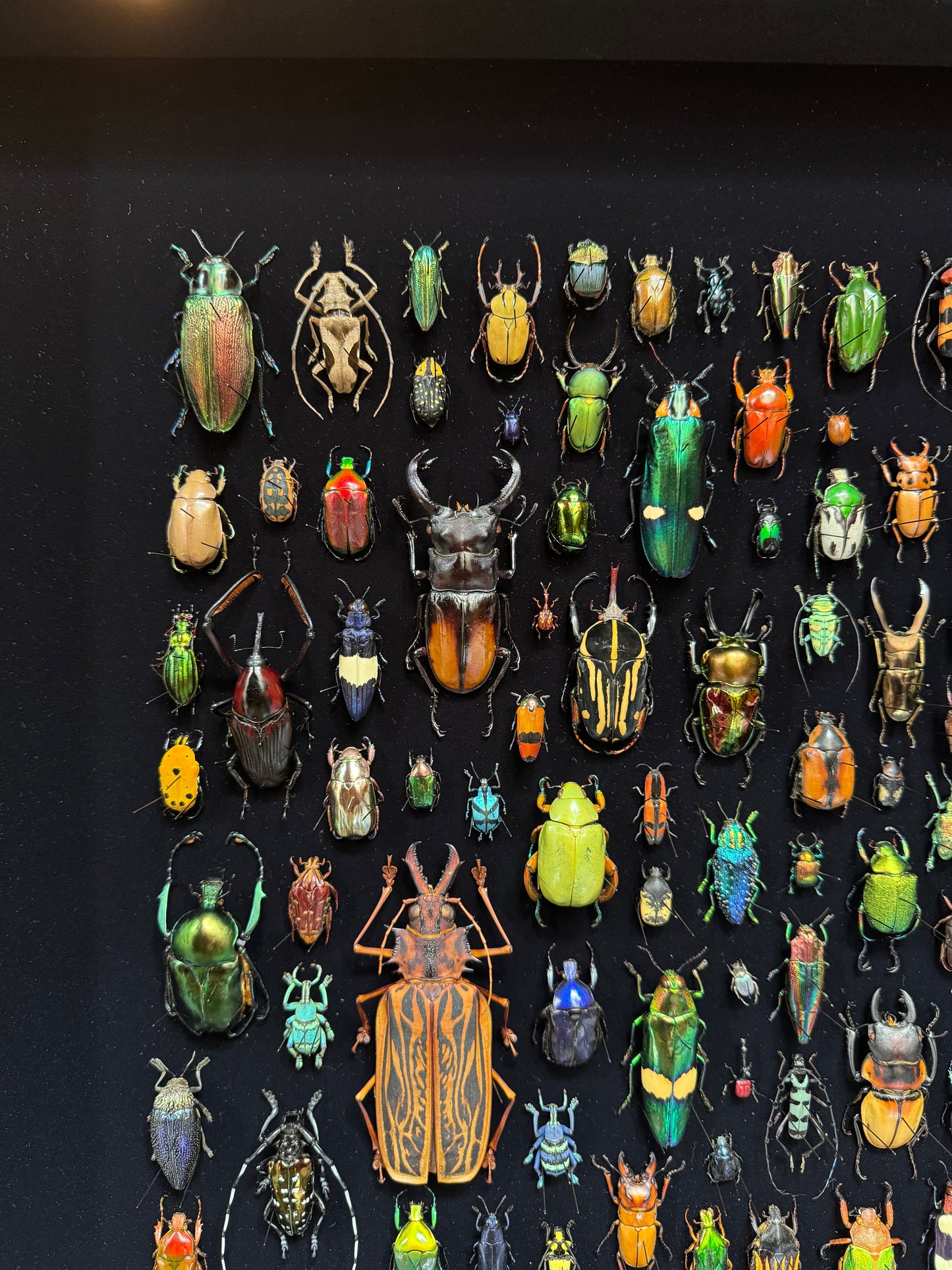 Square beetle composition