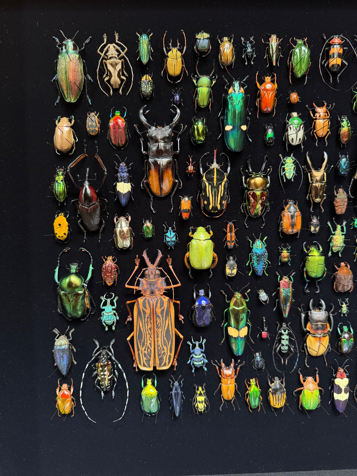 Square beetle composition