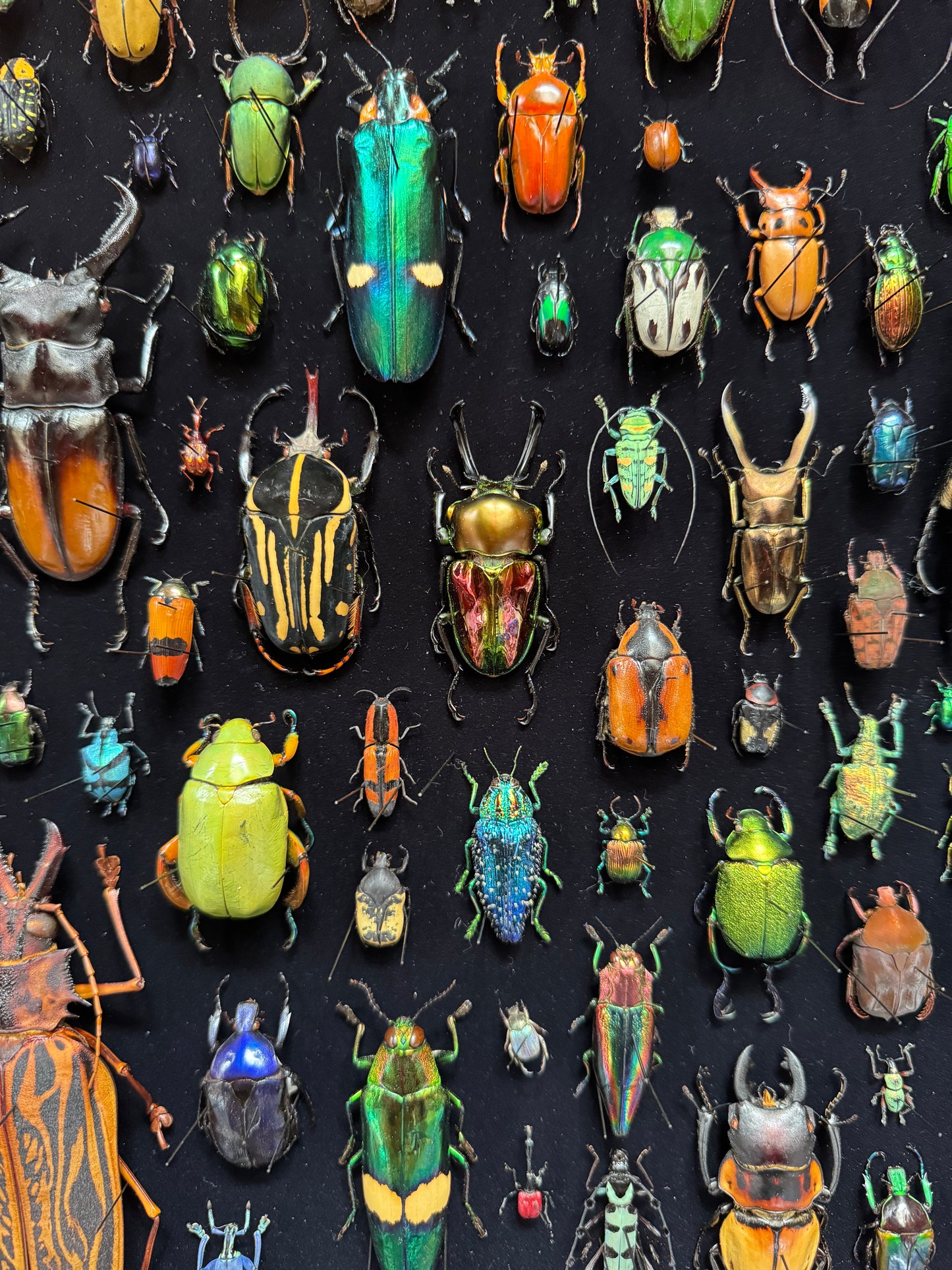 Square beetle composition