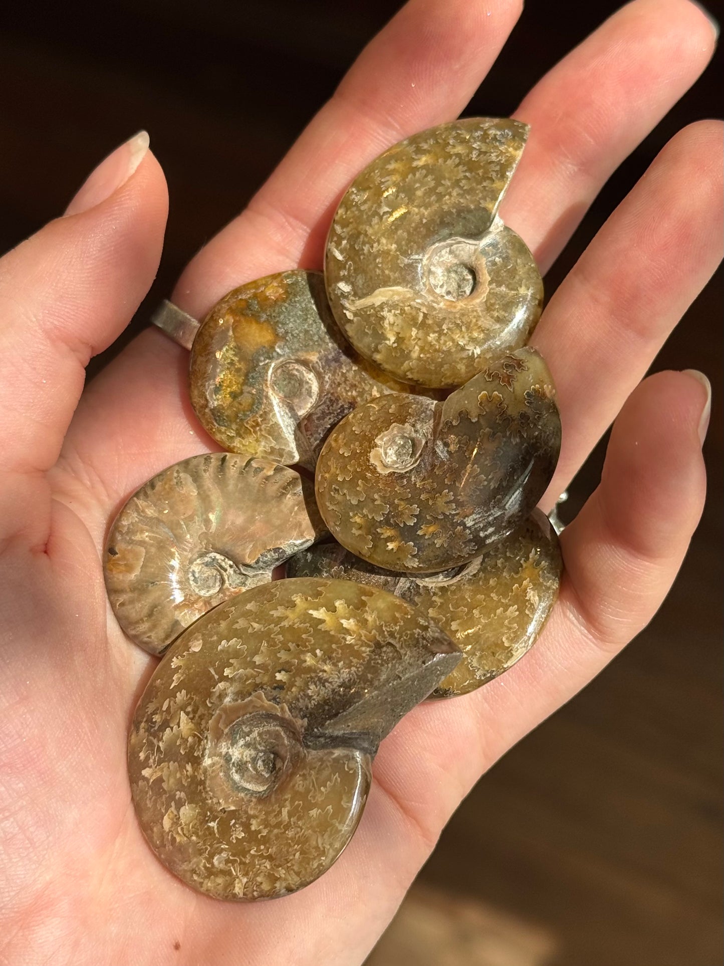 Ammonite fougère