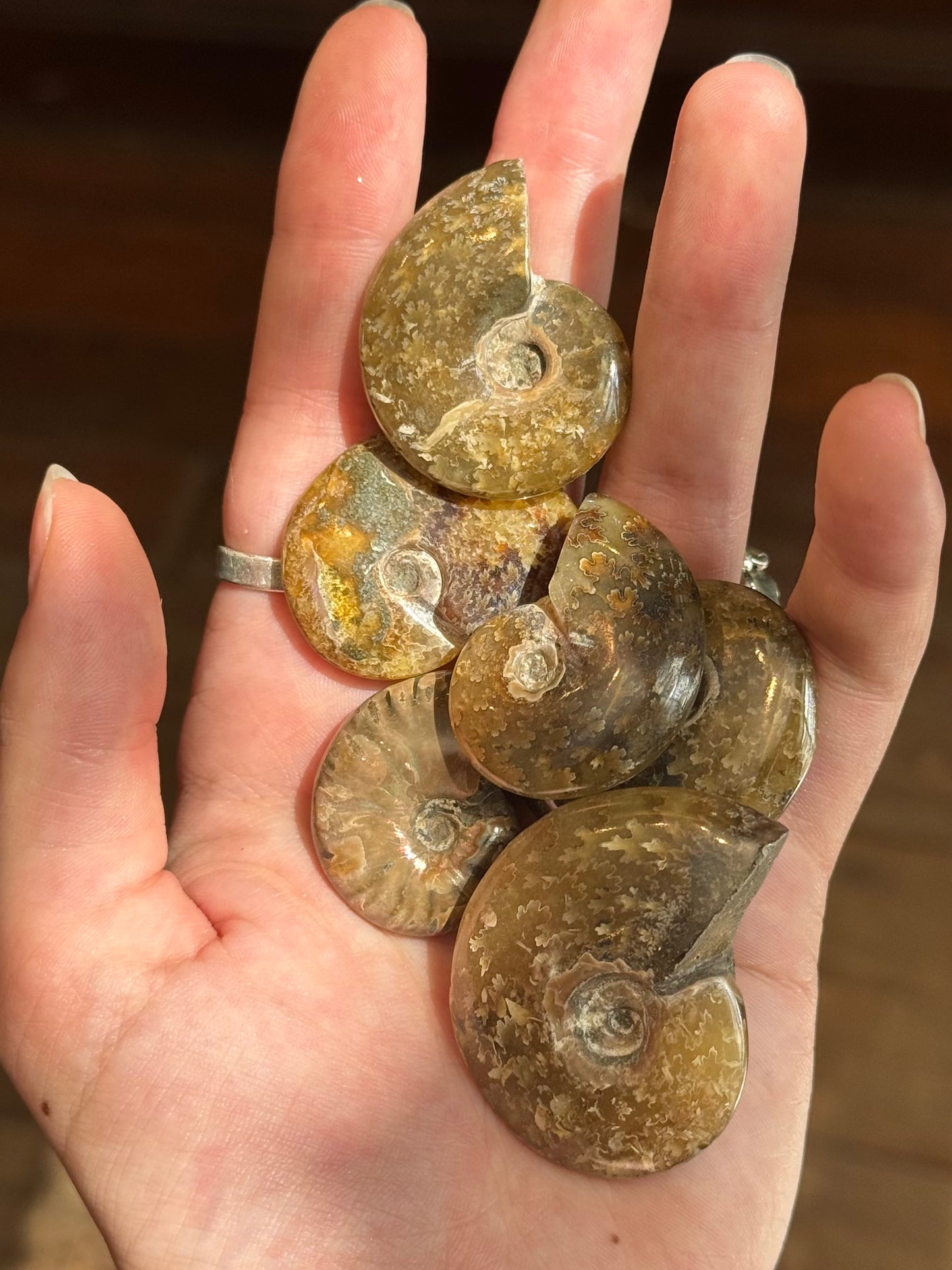 Ammonite fougère