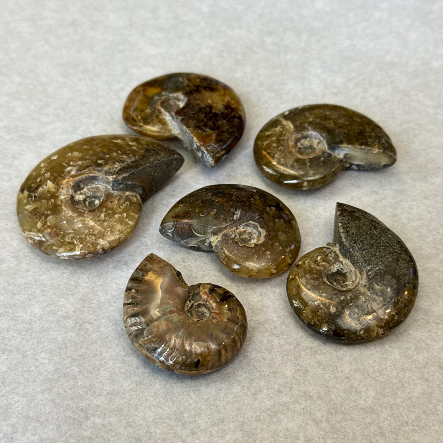 Ammonite fougère