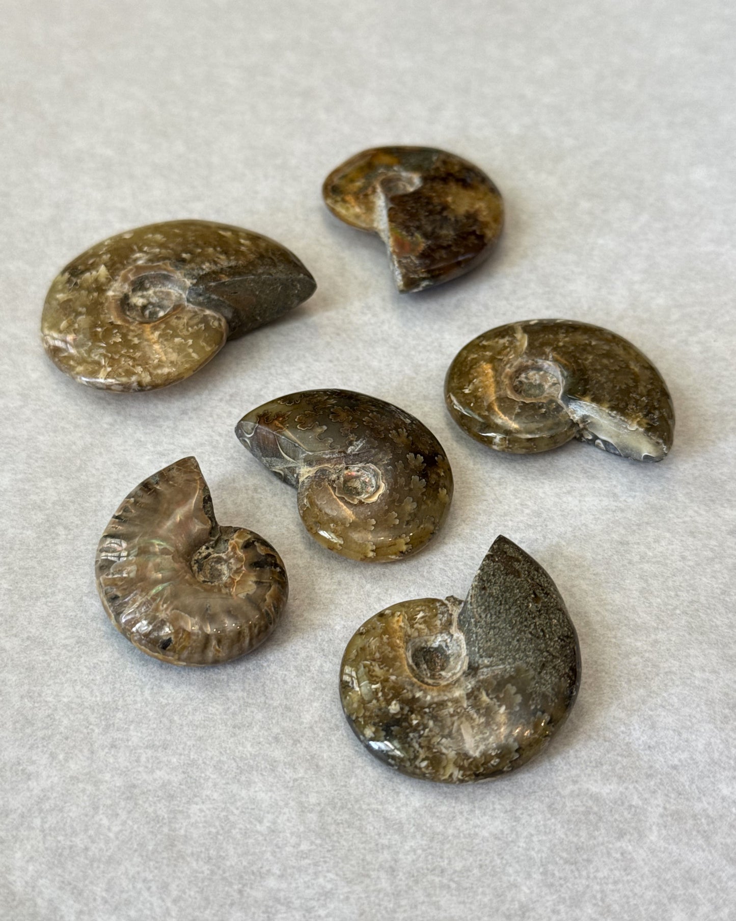 Ammonite fougère