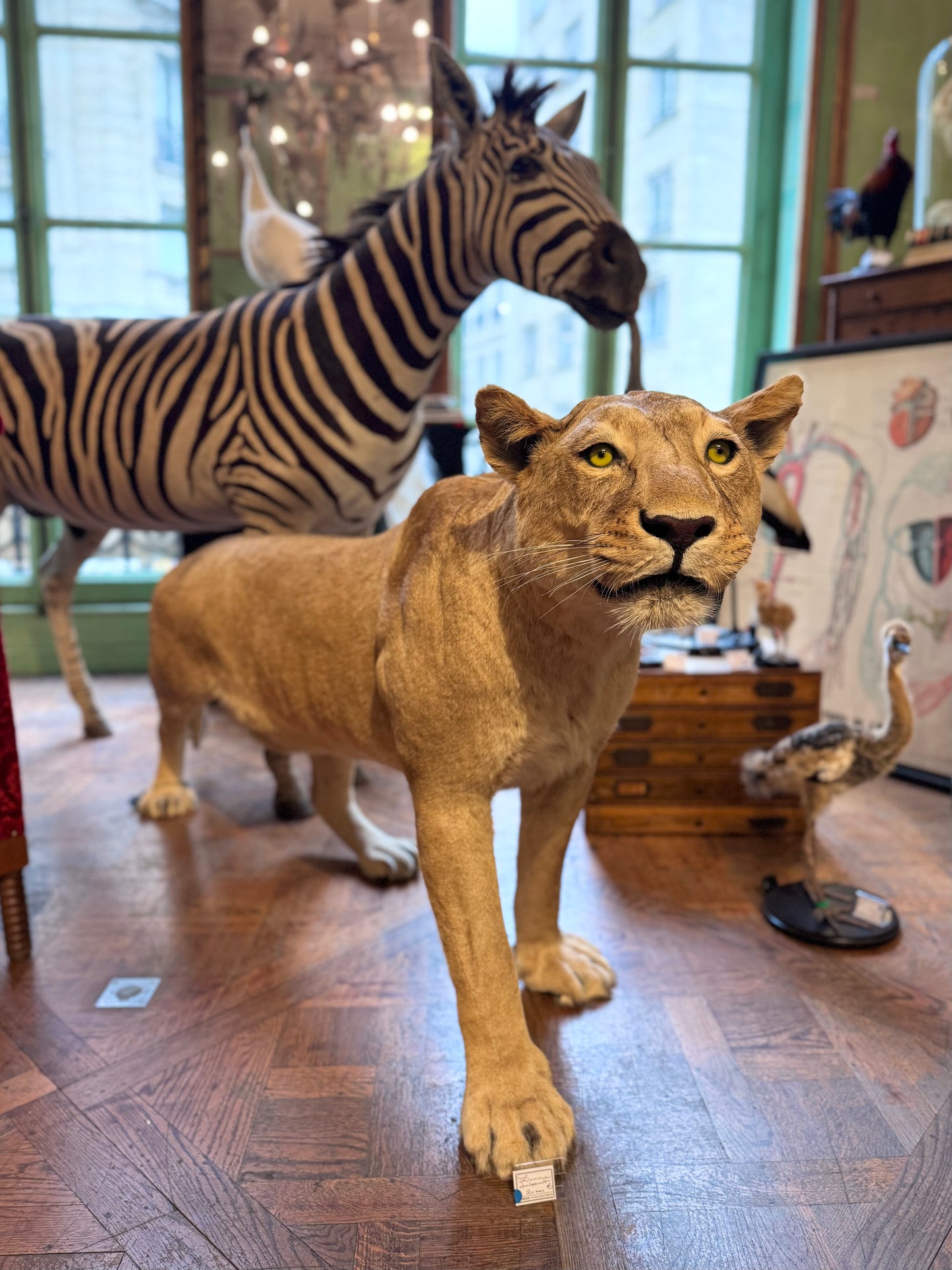 Lionne debout