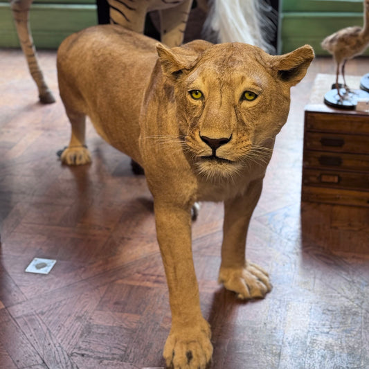 Lionne debout
