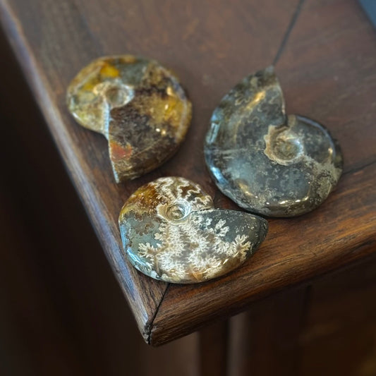Mini ammonite fern