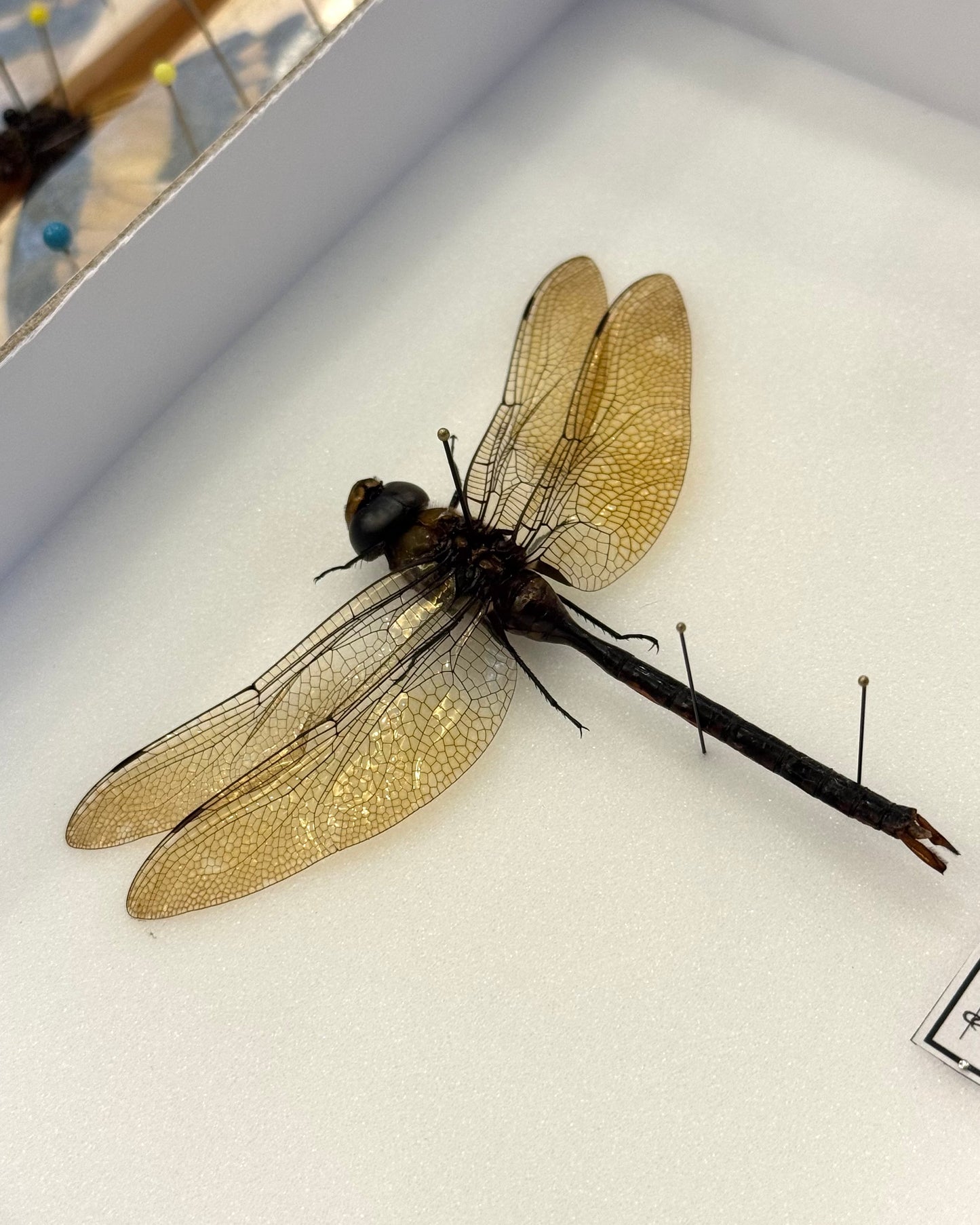 Anax gibbosulus