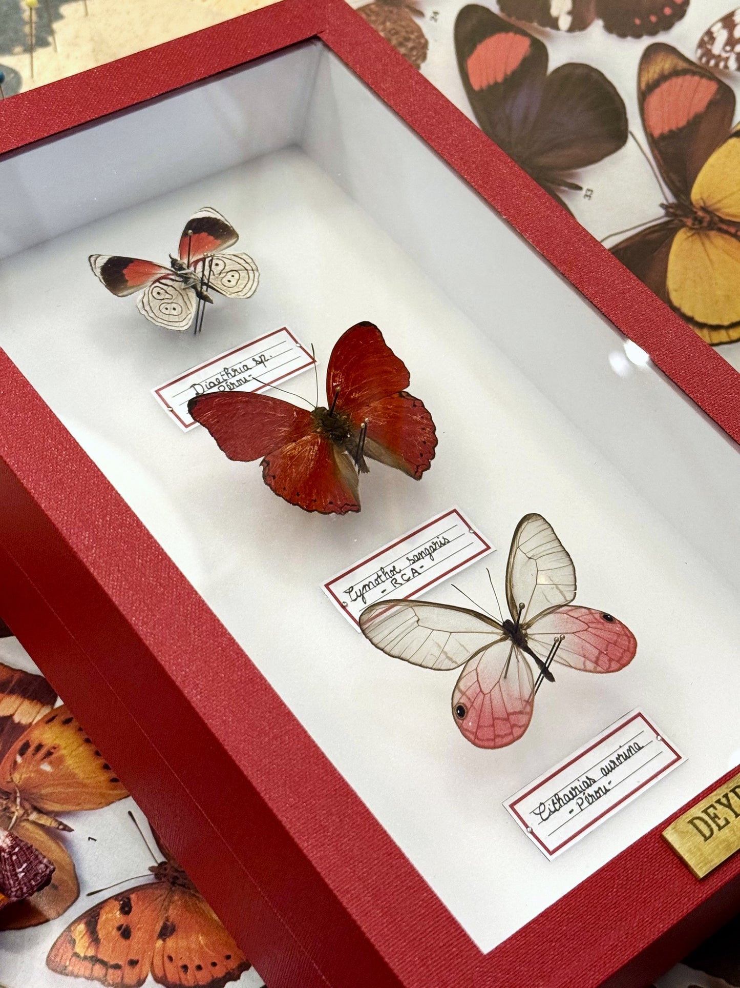 Diaethria sp., Cymothoe sangaris, Cithaerias aurorina
