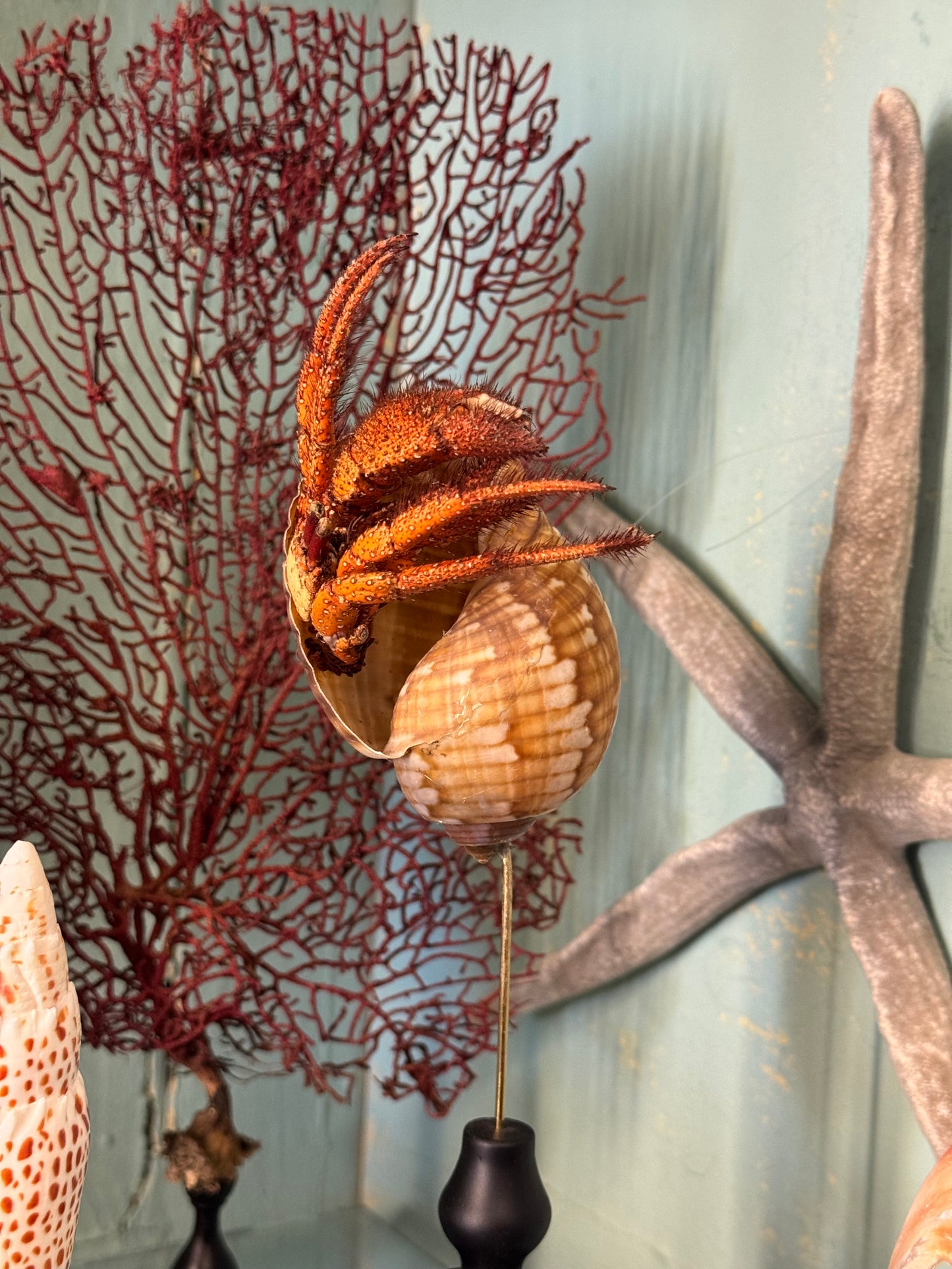 hermit crab on a base