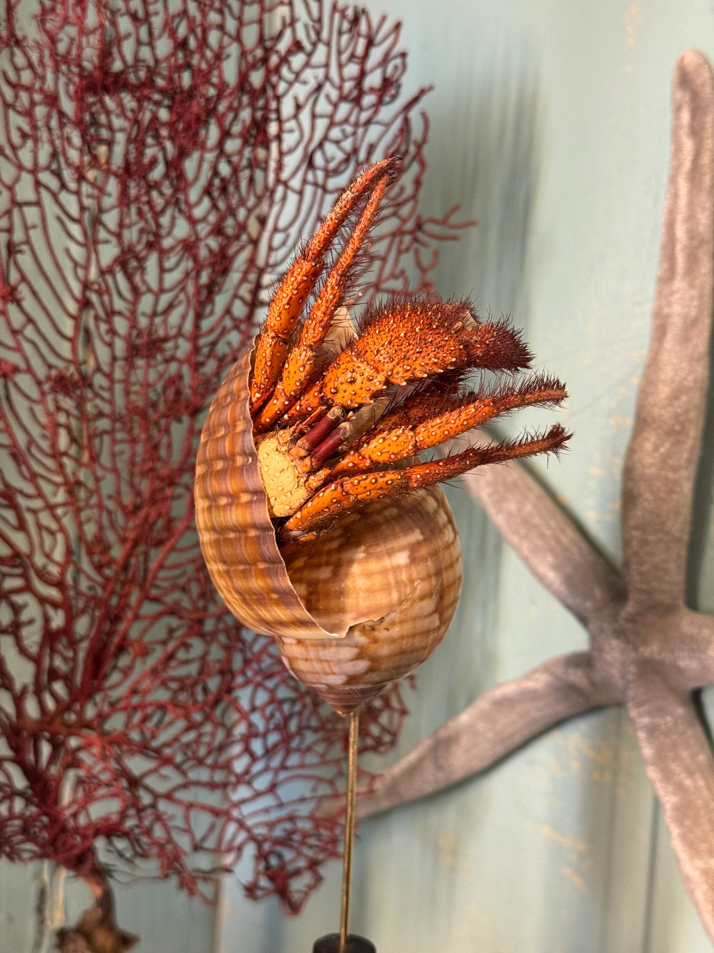 hermit crab on a base