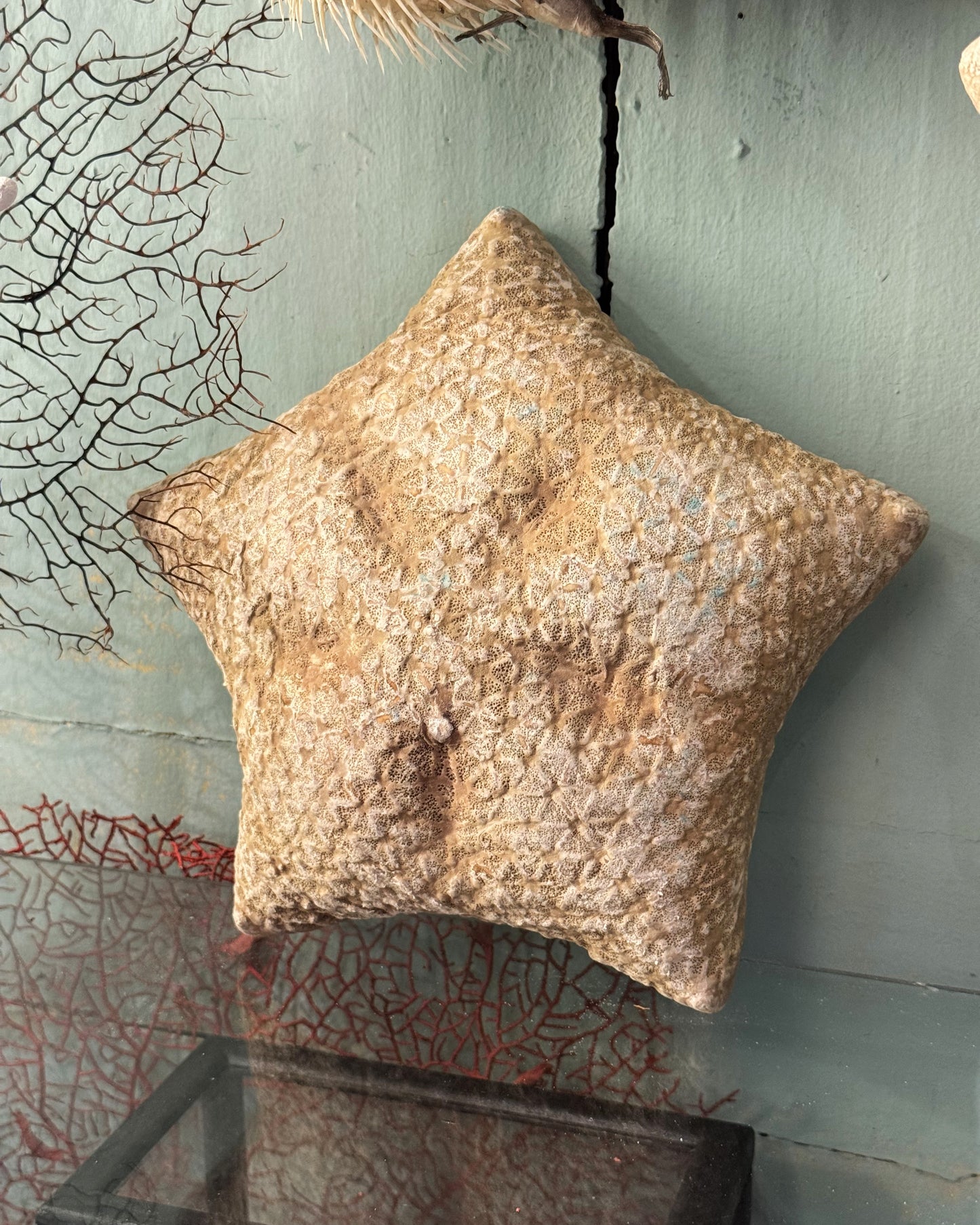 Étoile-coussin