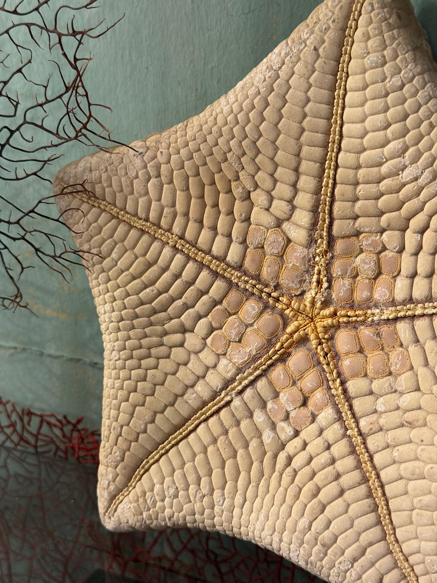 Étoile-coussin