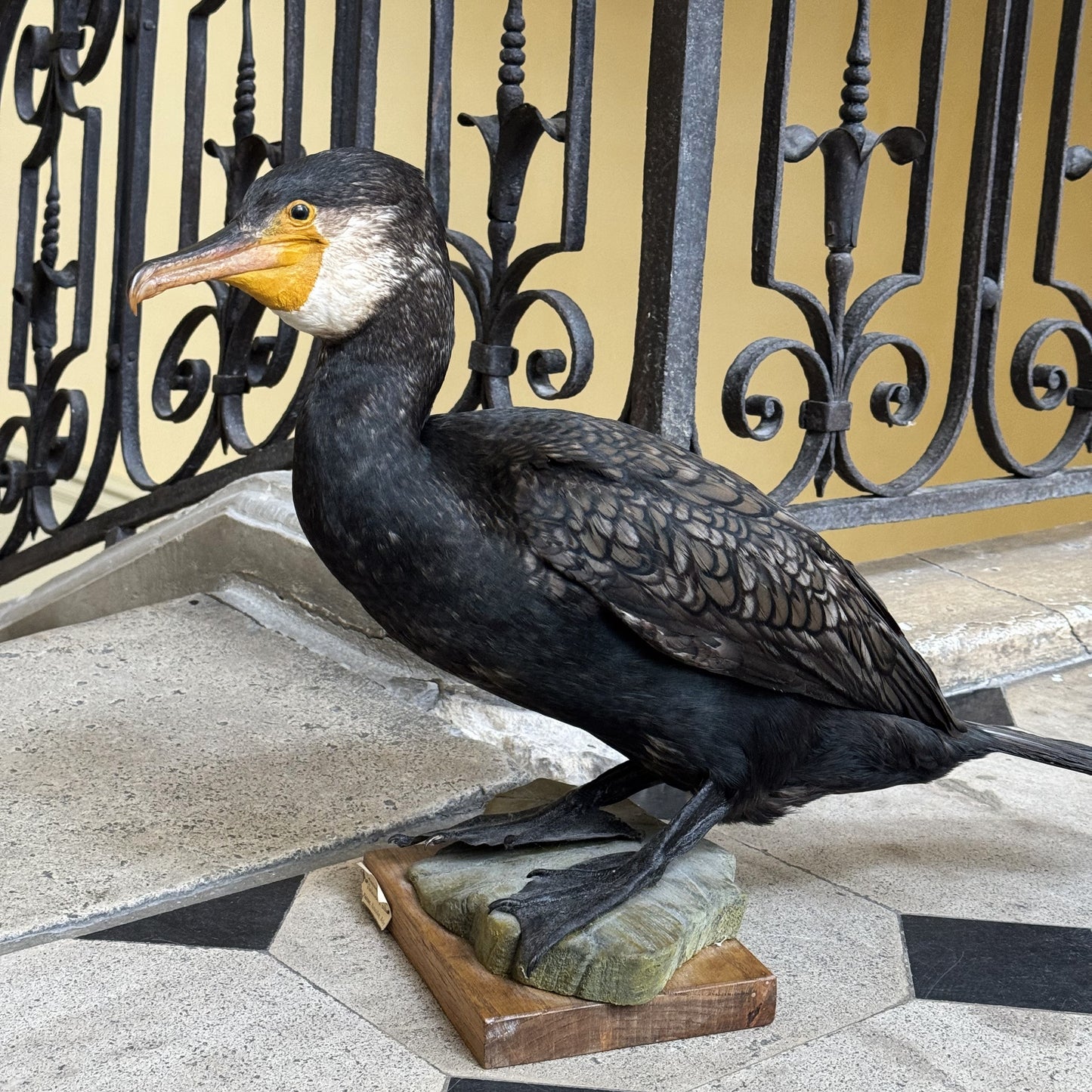 Grand Cormoran