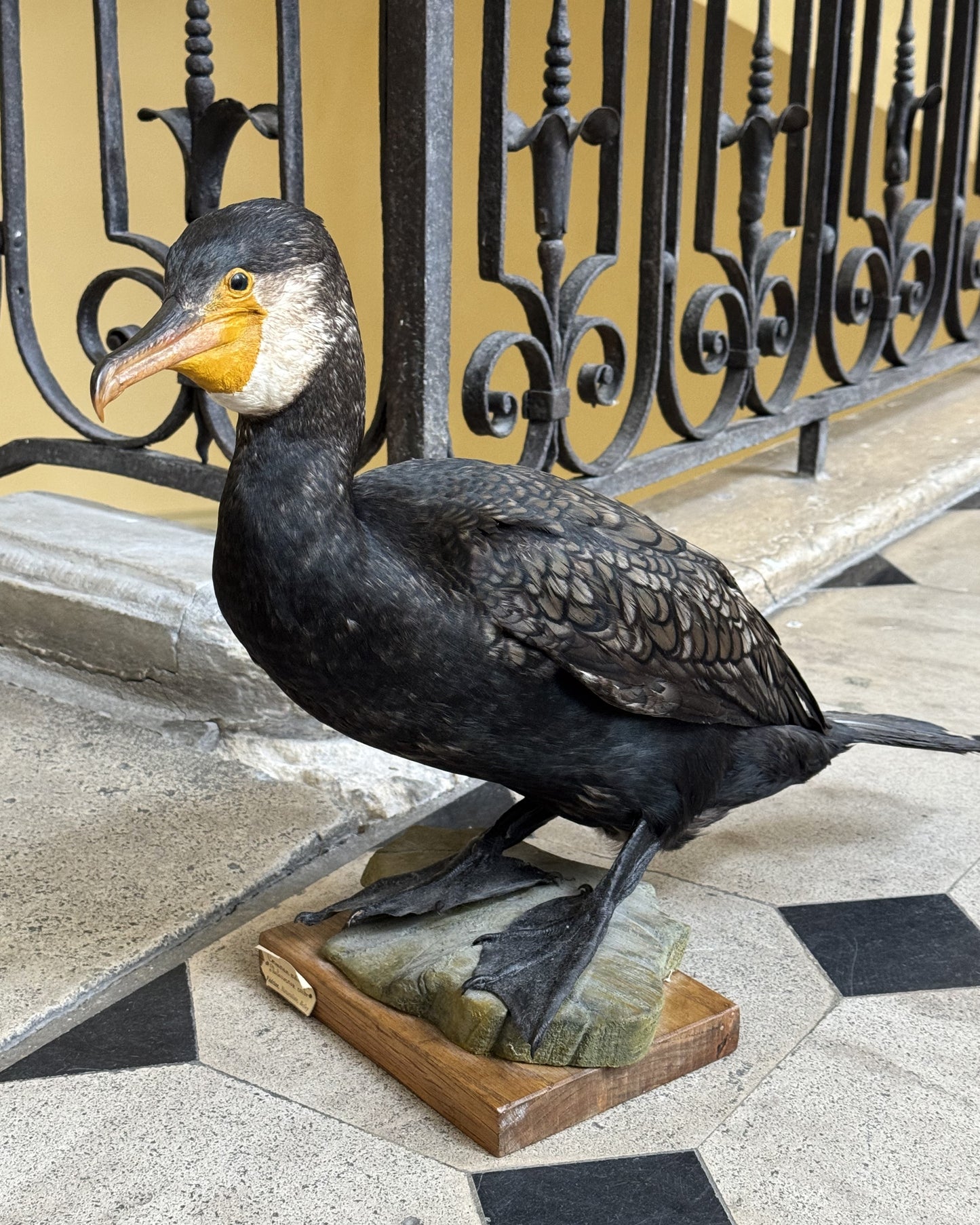Grand Cormoran