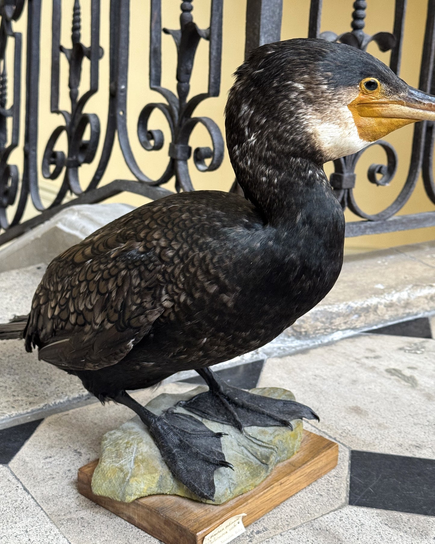 Grand Cormoran