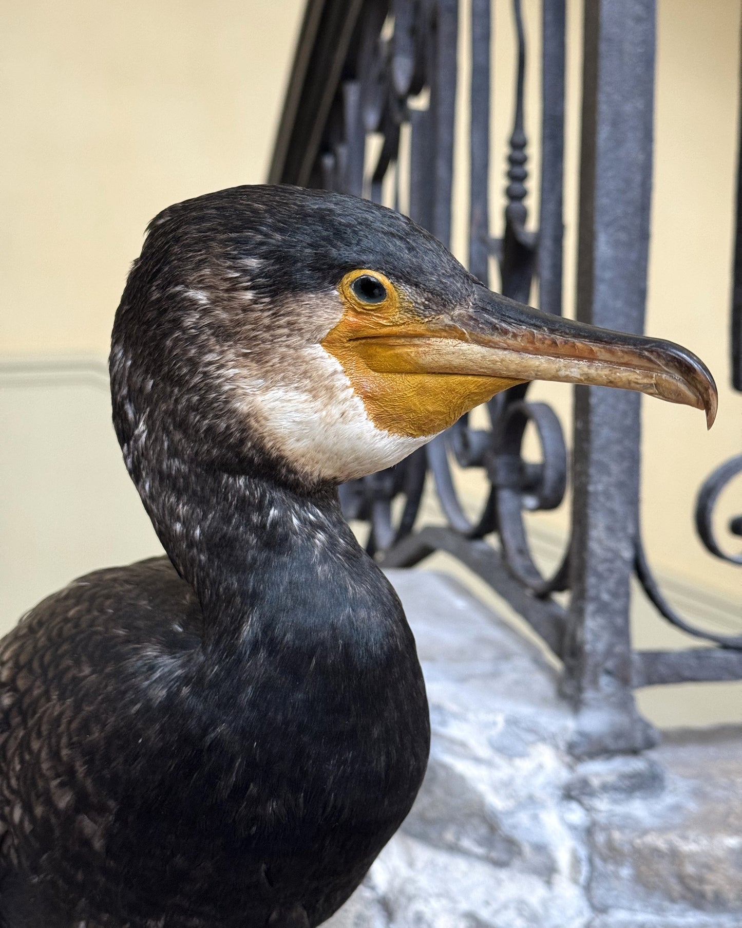Grand Cormoran