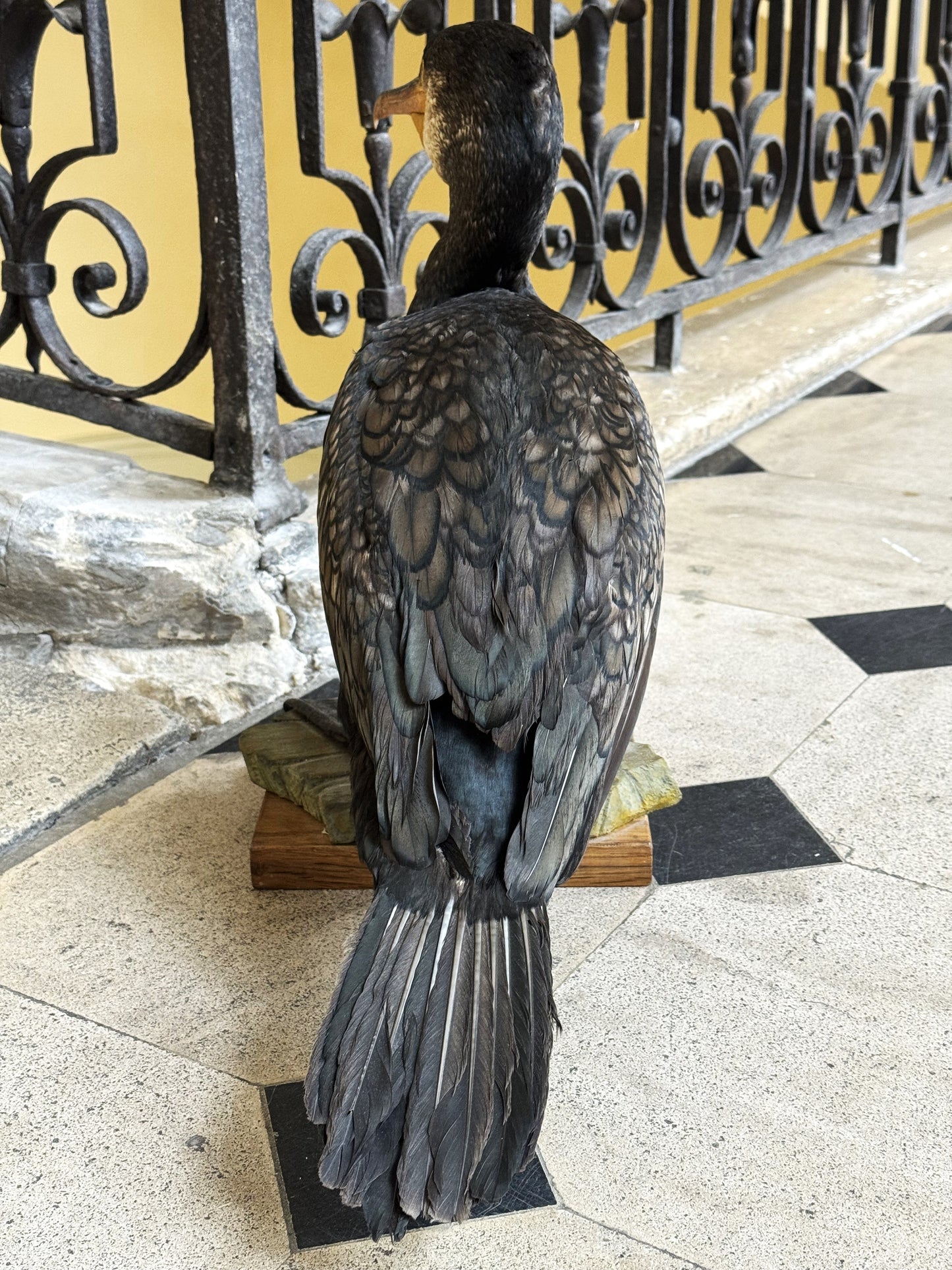 Grand Cormoran