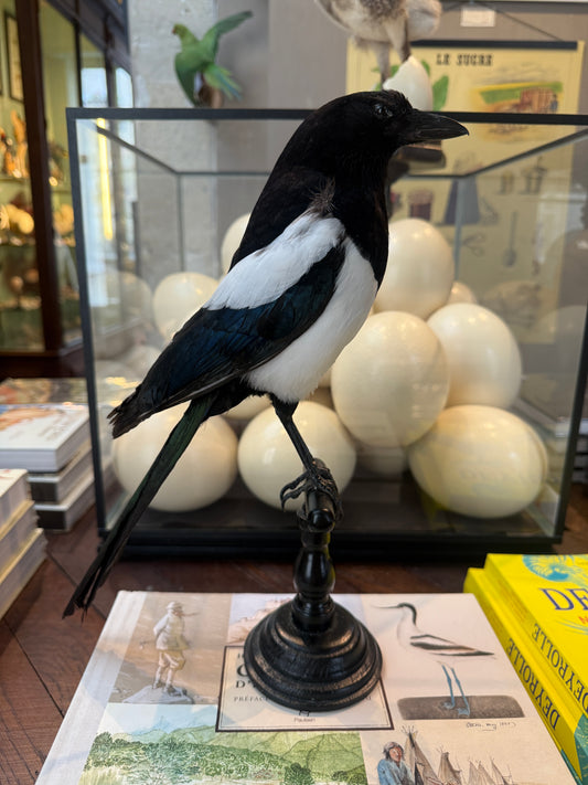 Magpie