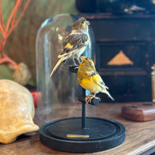 Duo Serin des Canaries