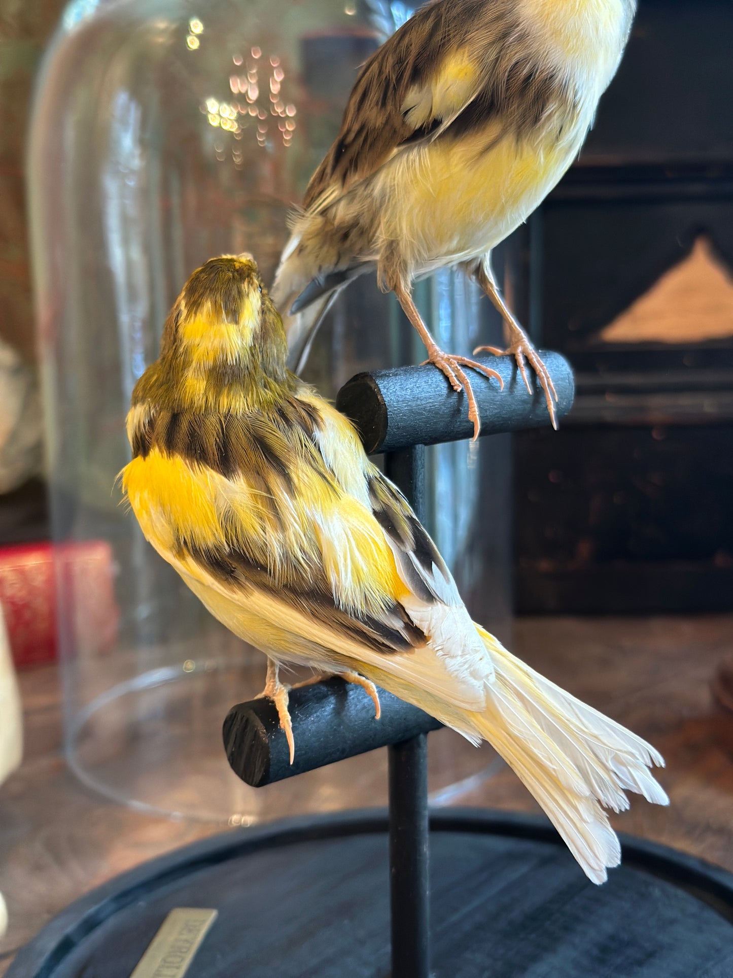 Duo Serin des Canaries