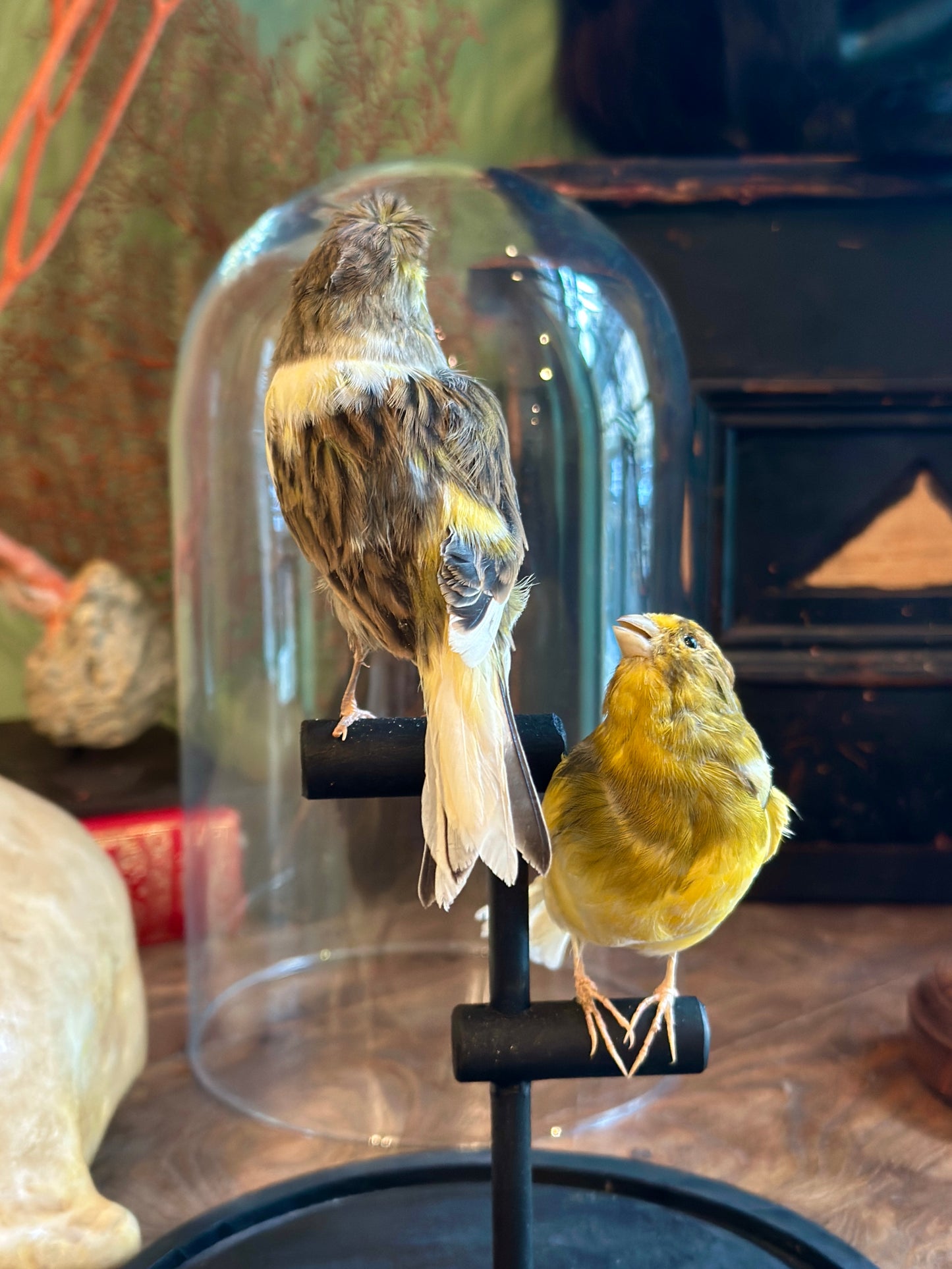Duo Serin des Canaries