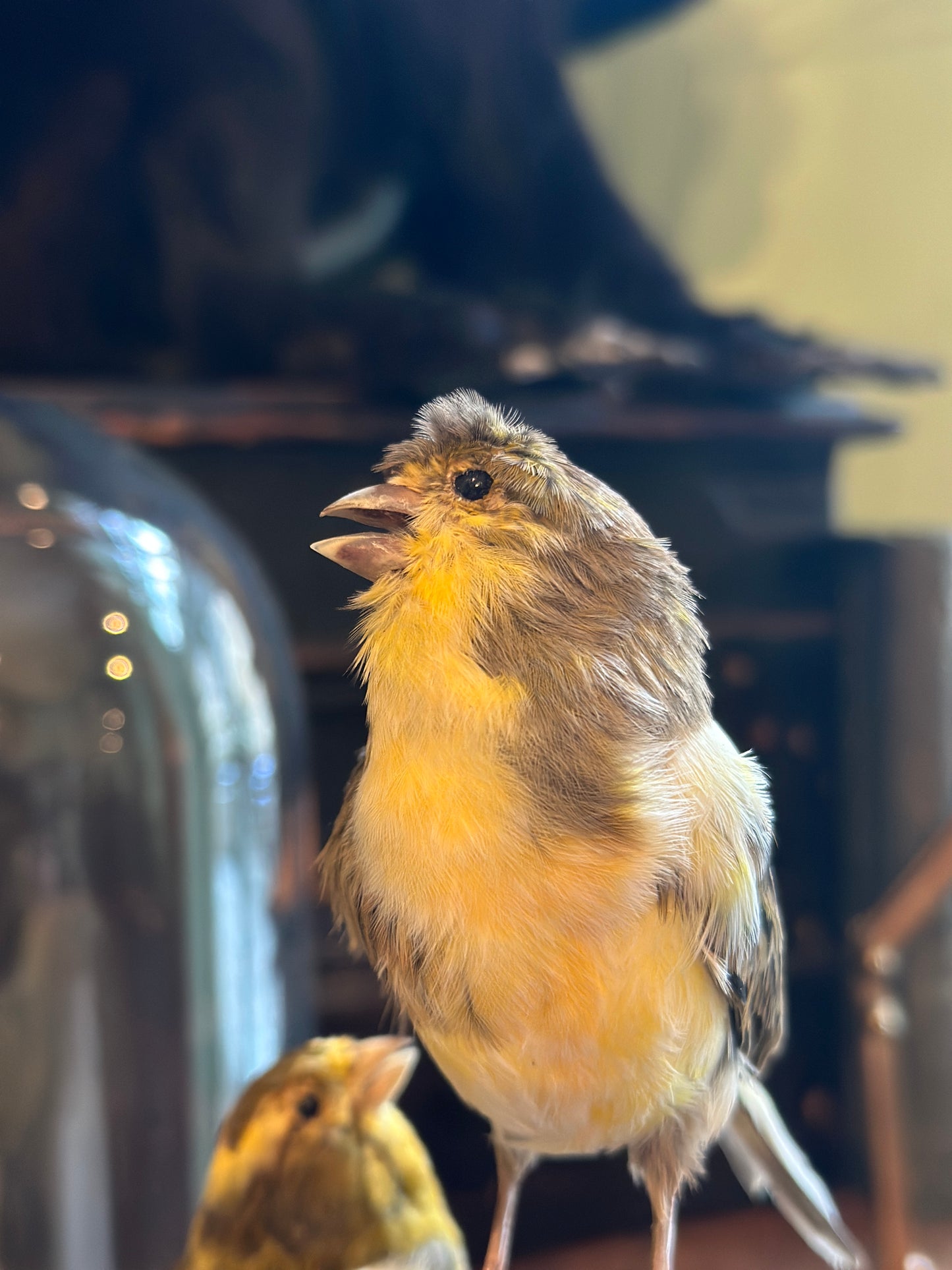 Duo Serin des Canaries