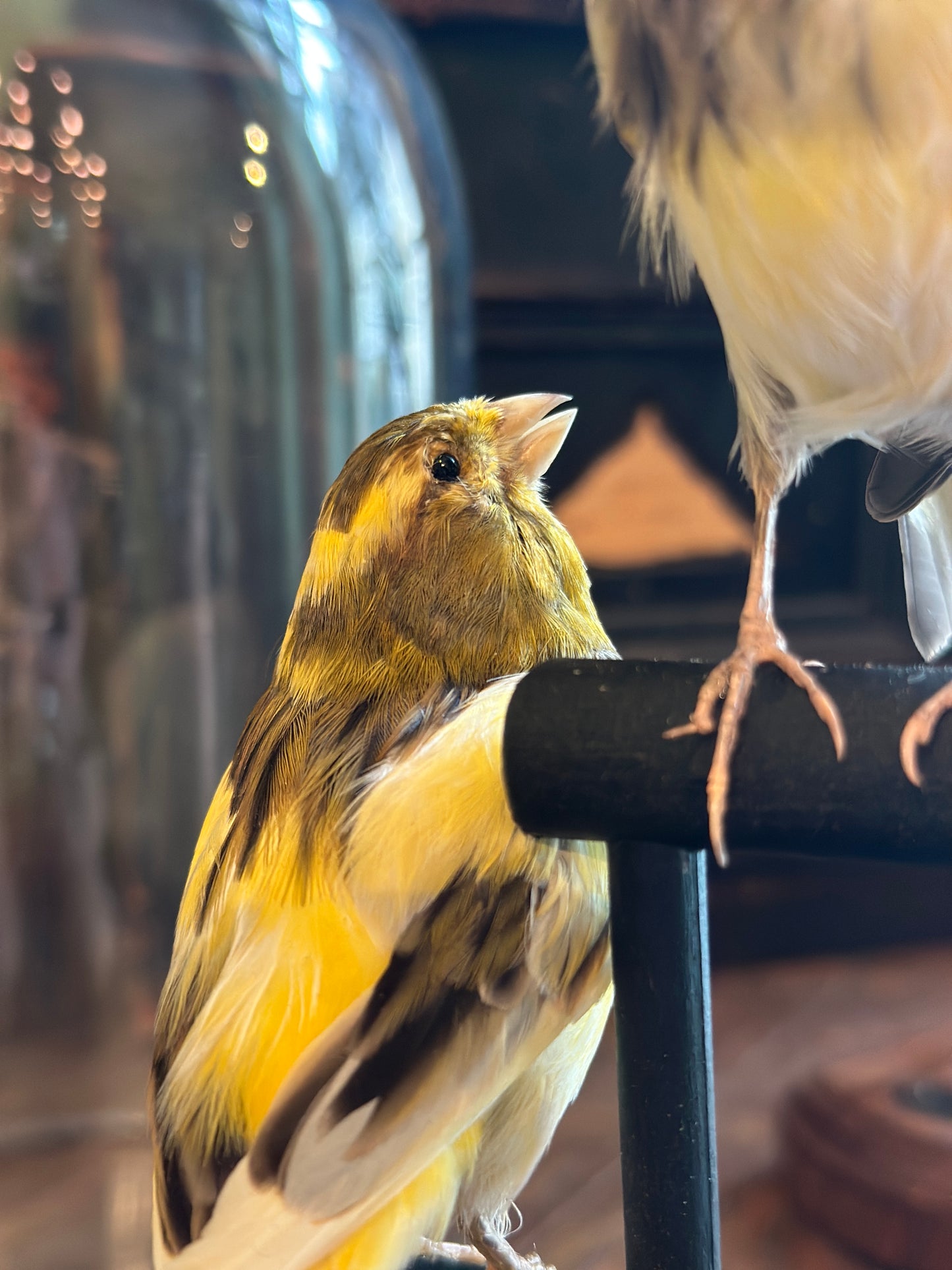 Duo Serin des Canaries