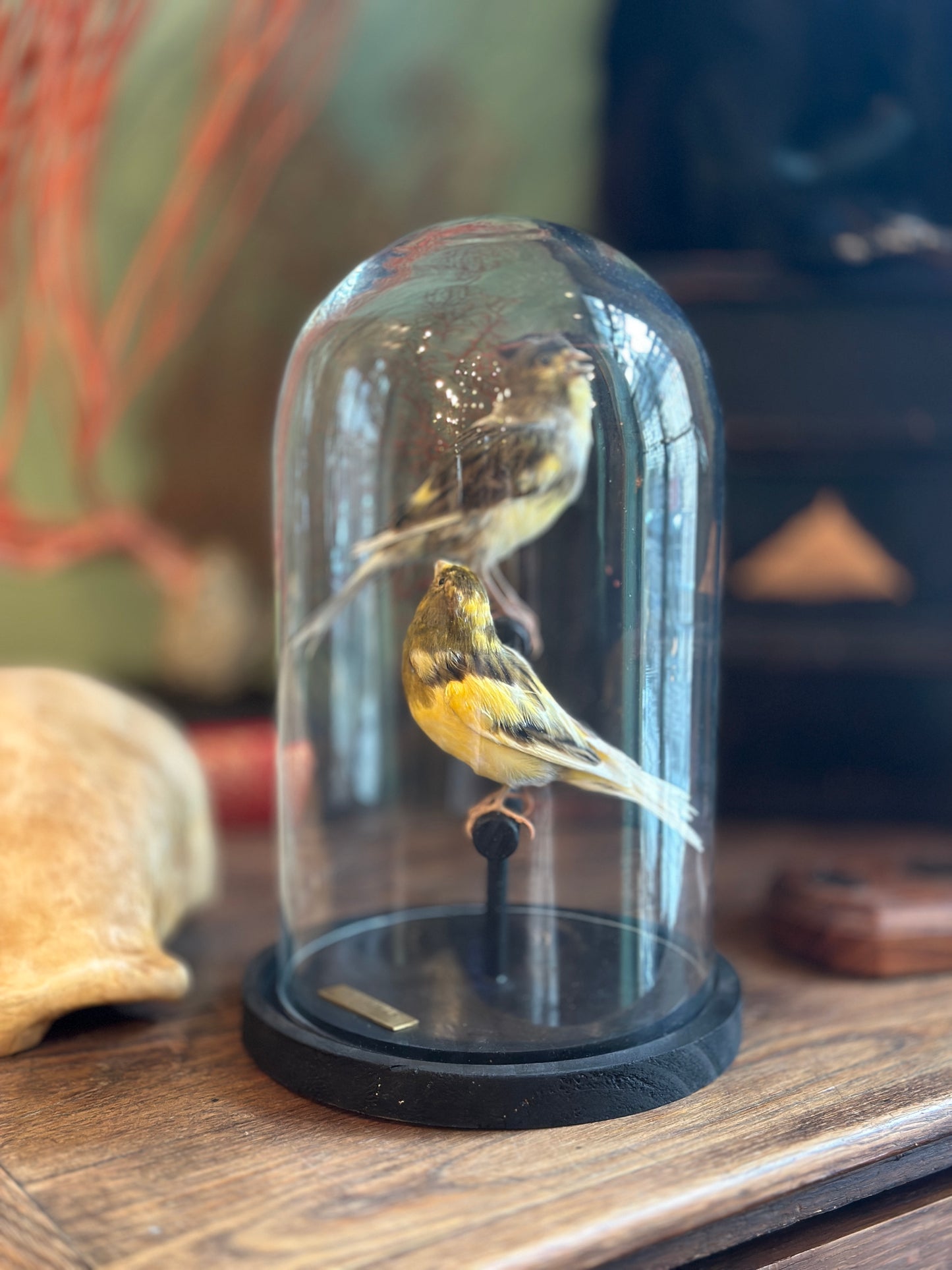 Duo Serin des Canaries