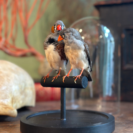 Pair of Mandarin Diamonds under a Dome