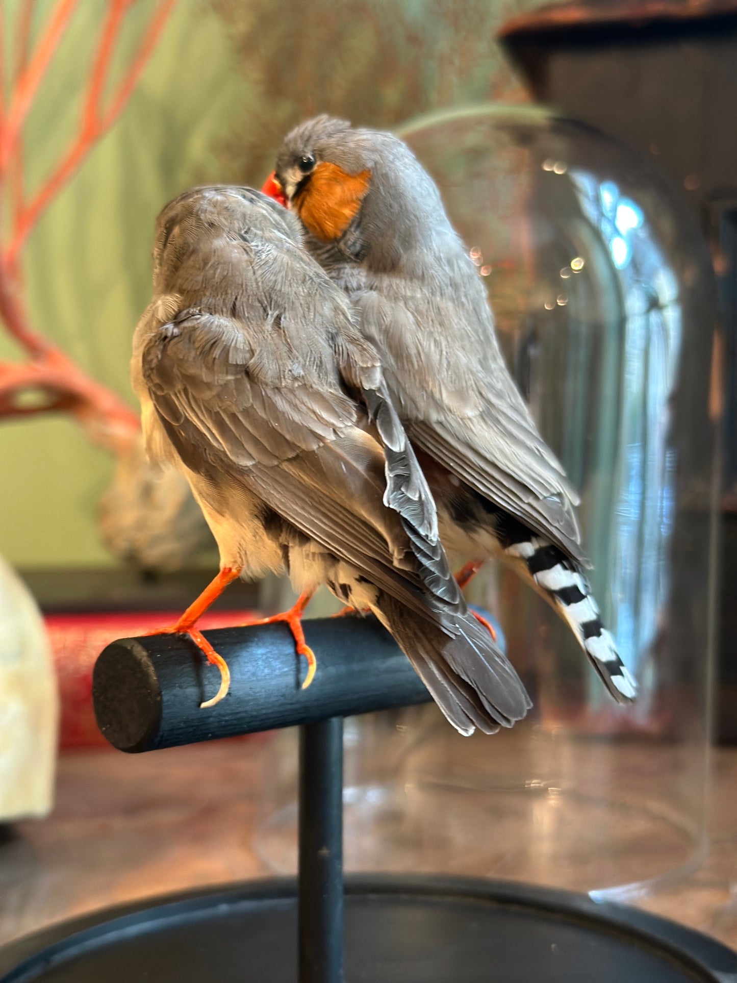 Pair of Mandarin Diamonds under a Dome