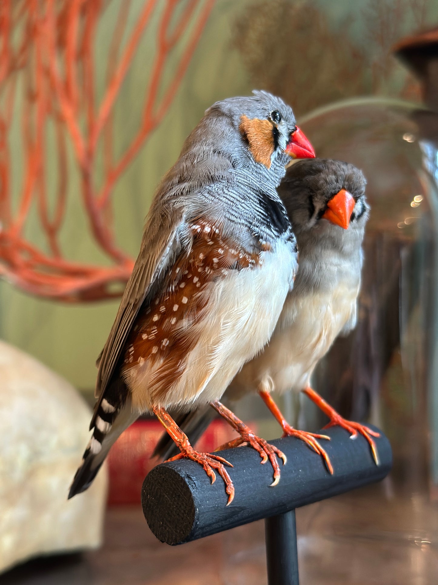 Pair of Mandarin Diamonds under a Dome