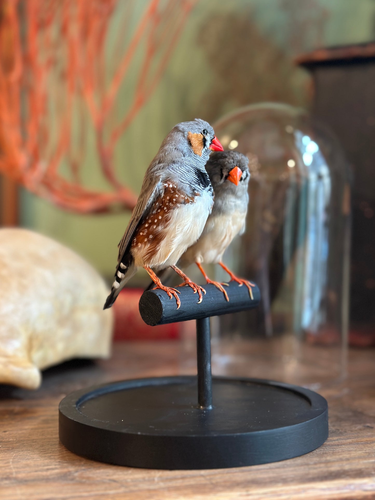 Pair of Mandarin Diamonds under a Dome