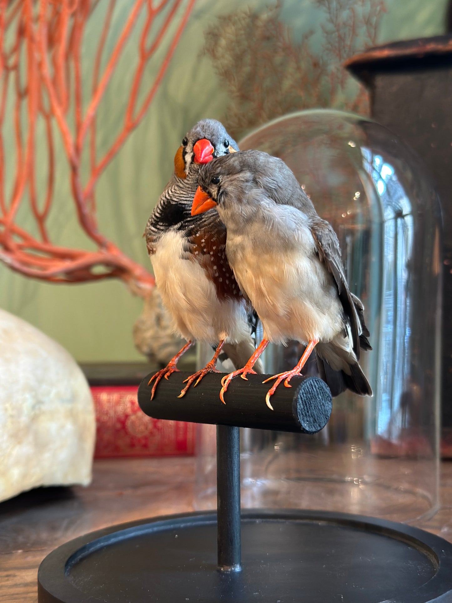 Pair of Mandarin Diamonds under a Dome