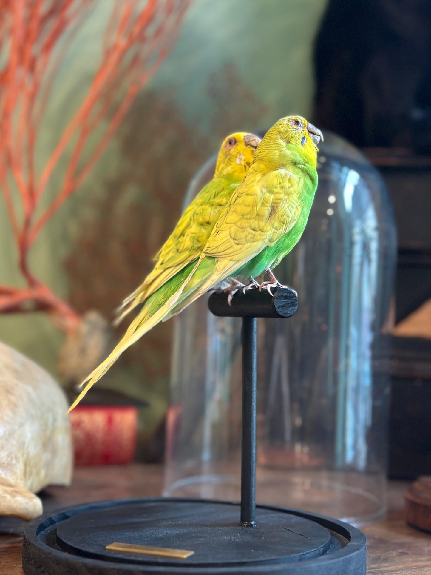 Duo perruches ondulées sous dome