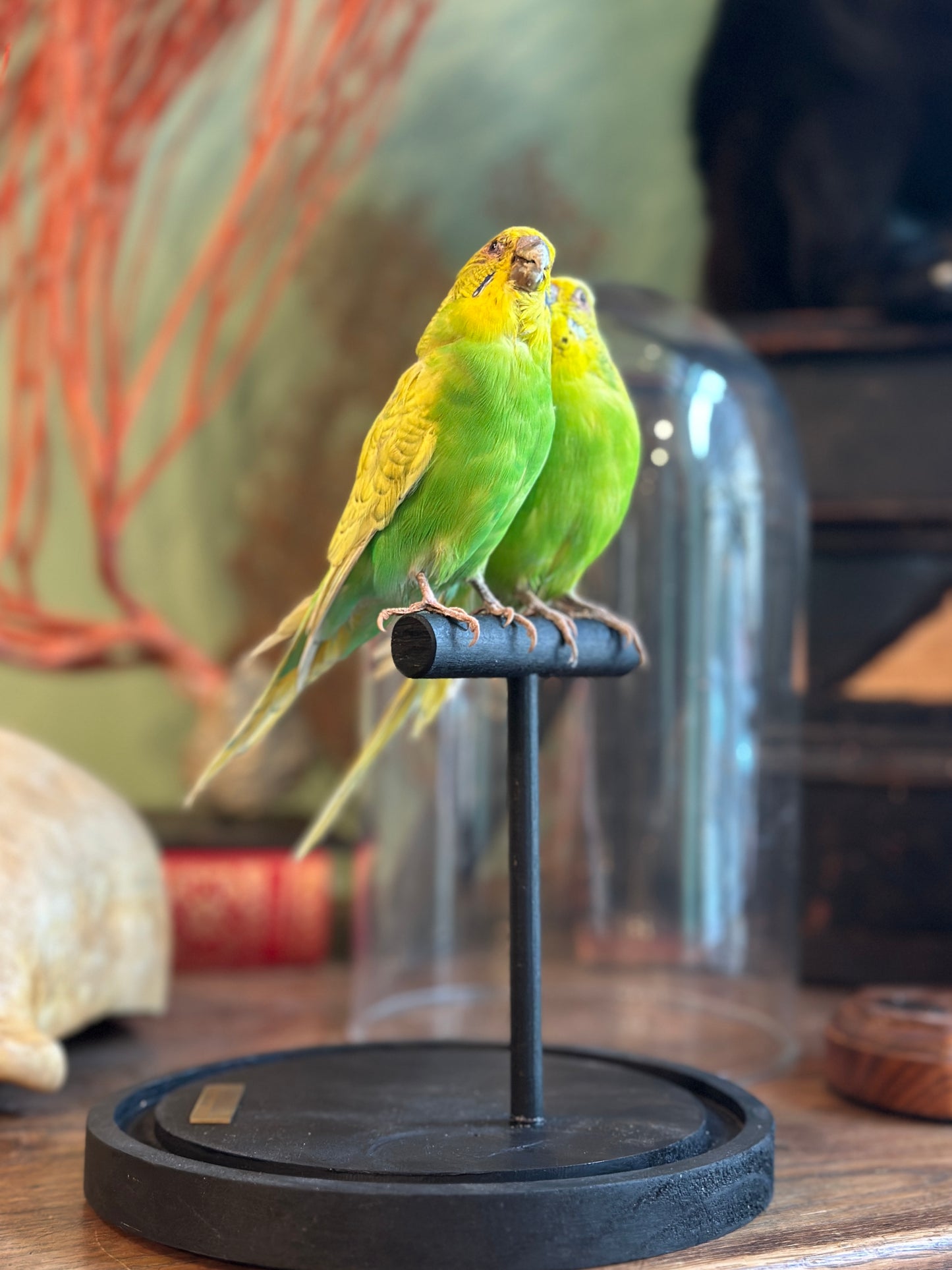 Duo perruches ondulées sous dome