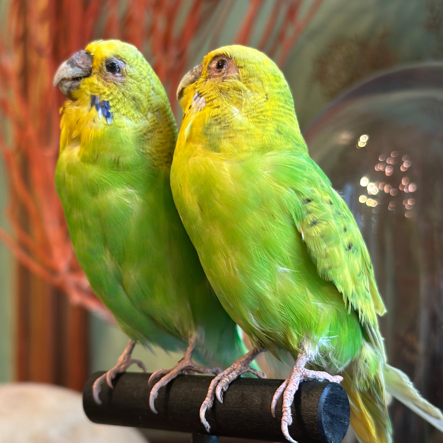 Duo perruches ondulées sous dome