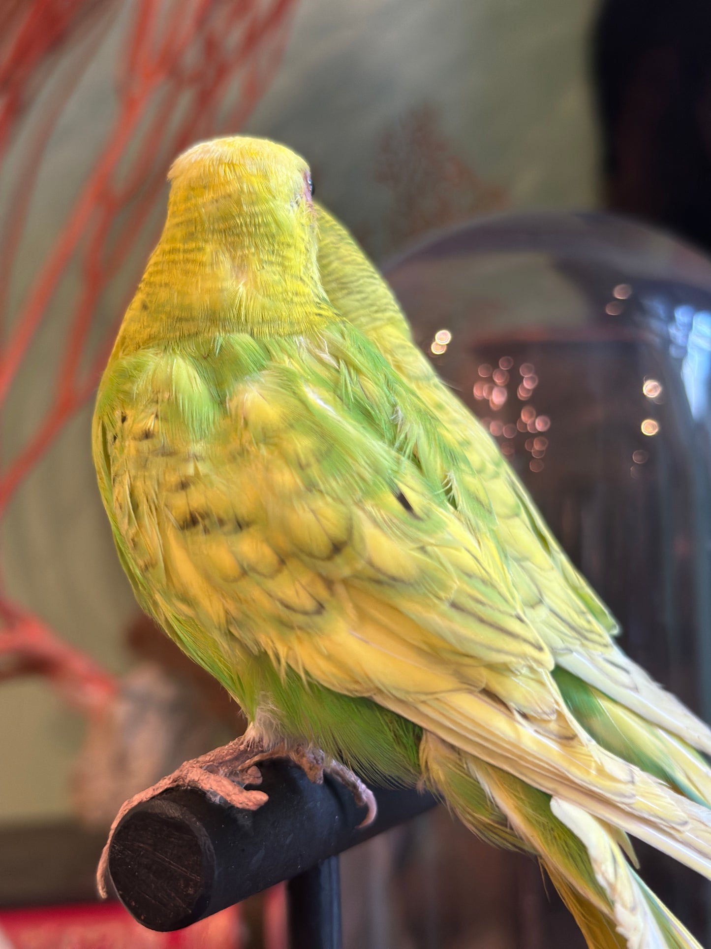 Duo perruches ondulées sous dome