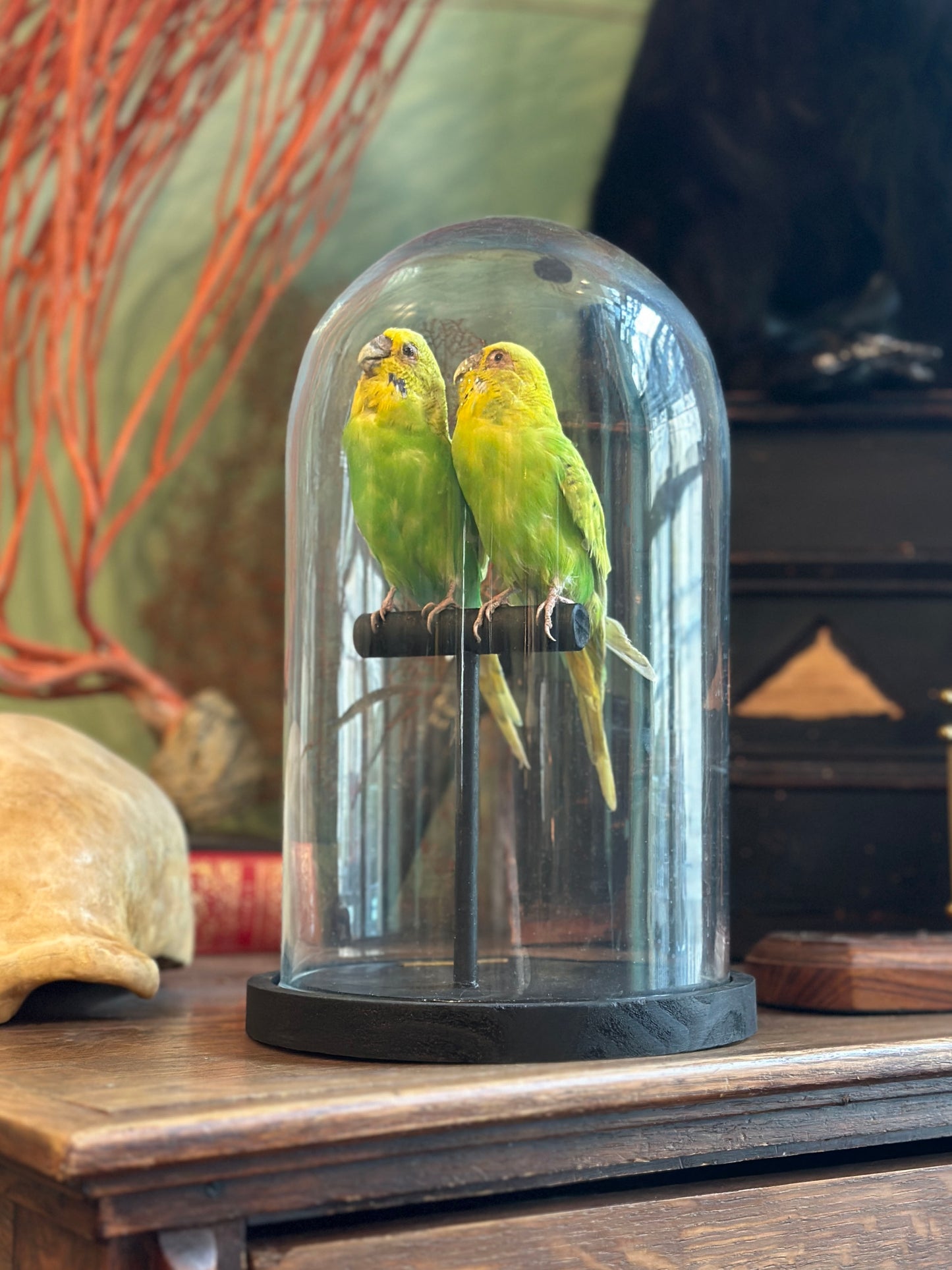 Duo perruches ondulées sous dome