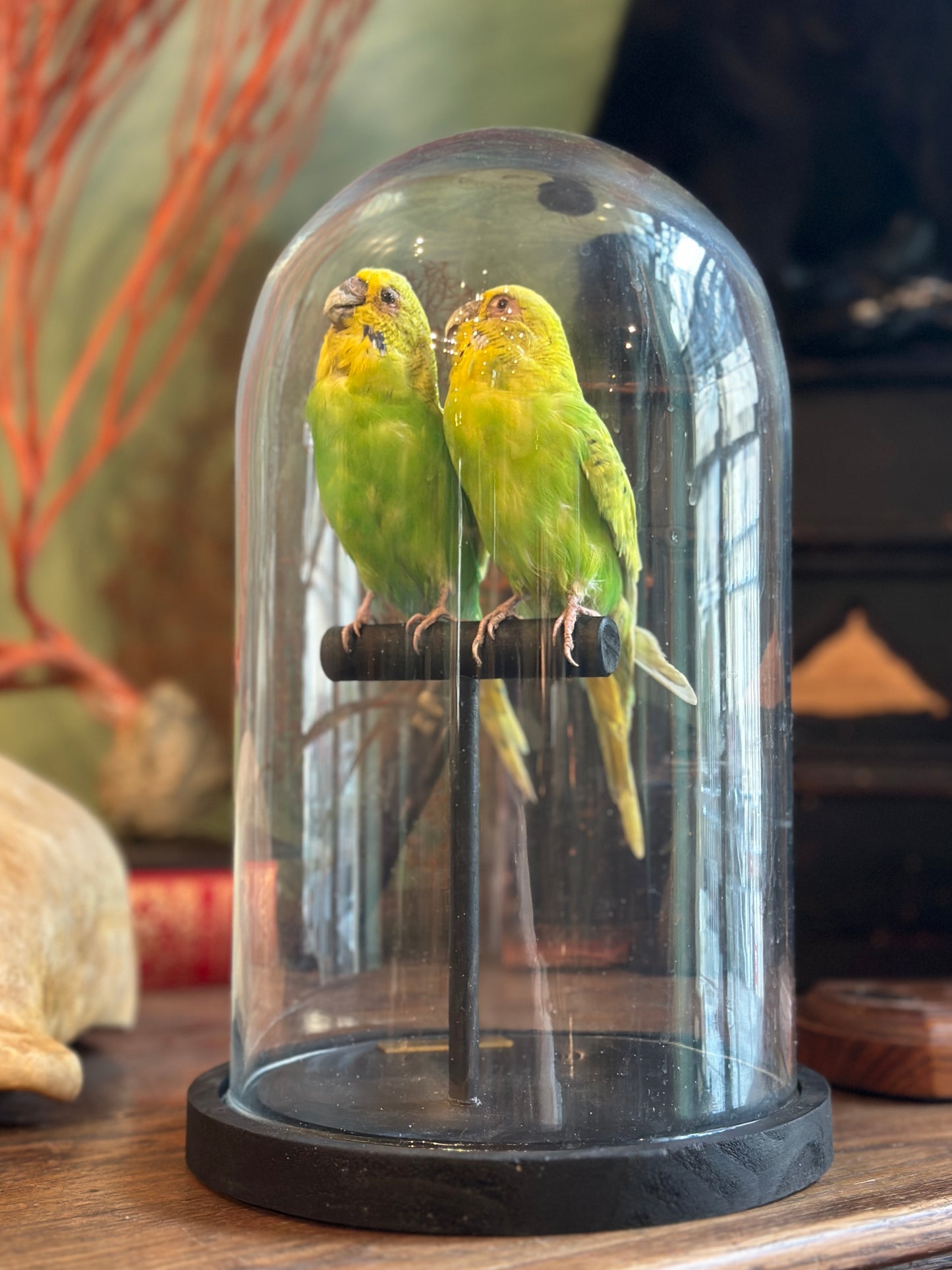 Duo perruches ondulées sous dome