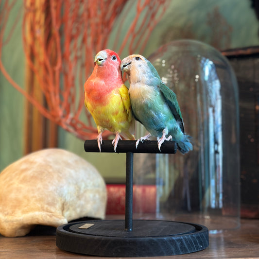 Inseparable hybrid duo