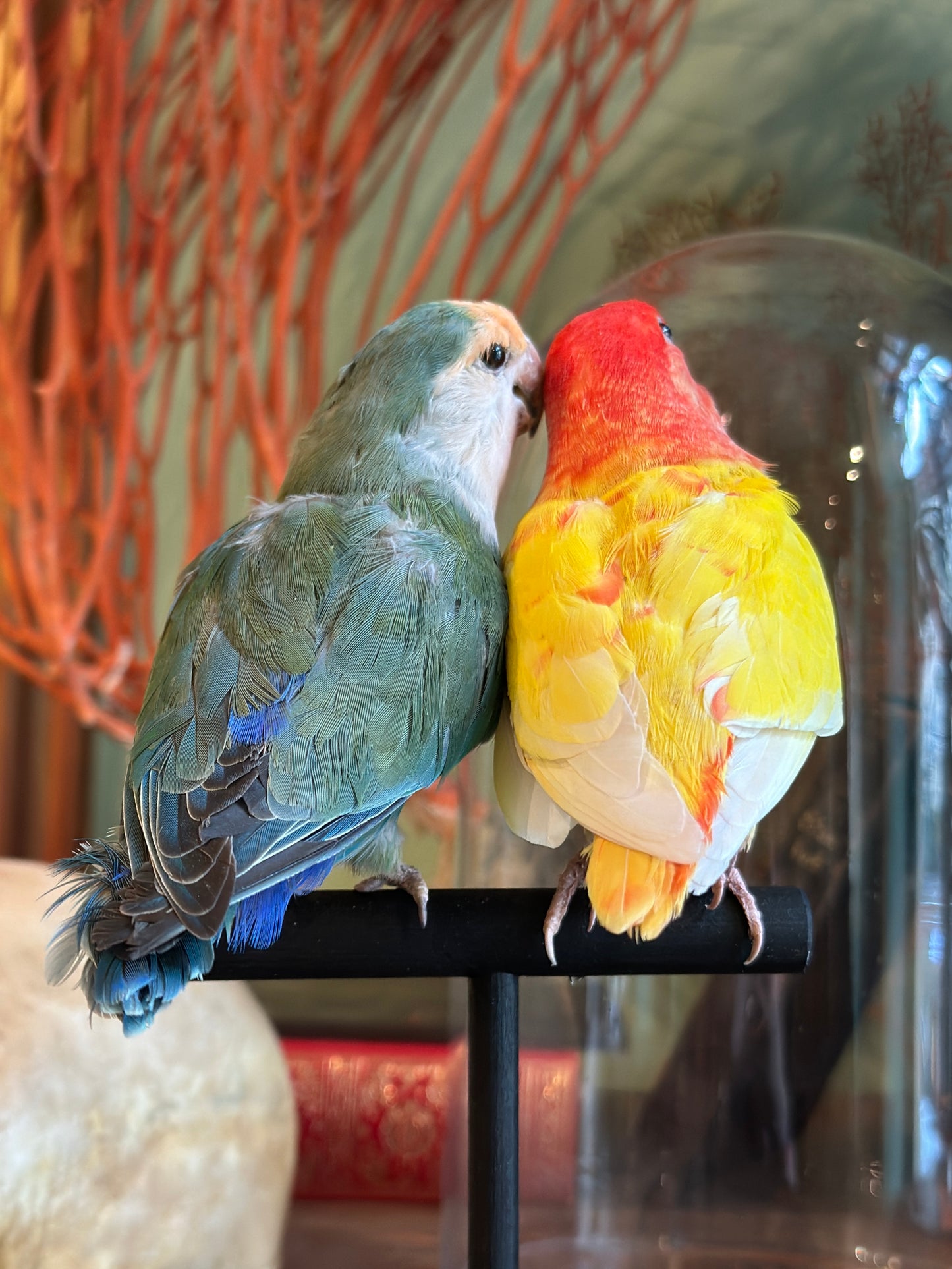 Inseparable hybrid duo