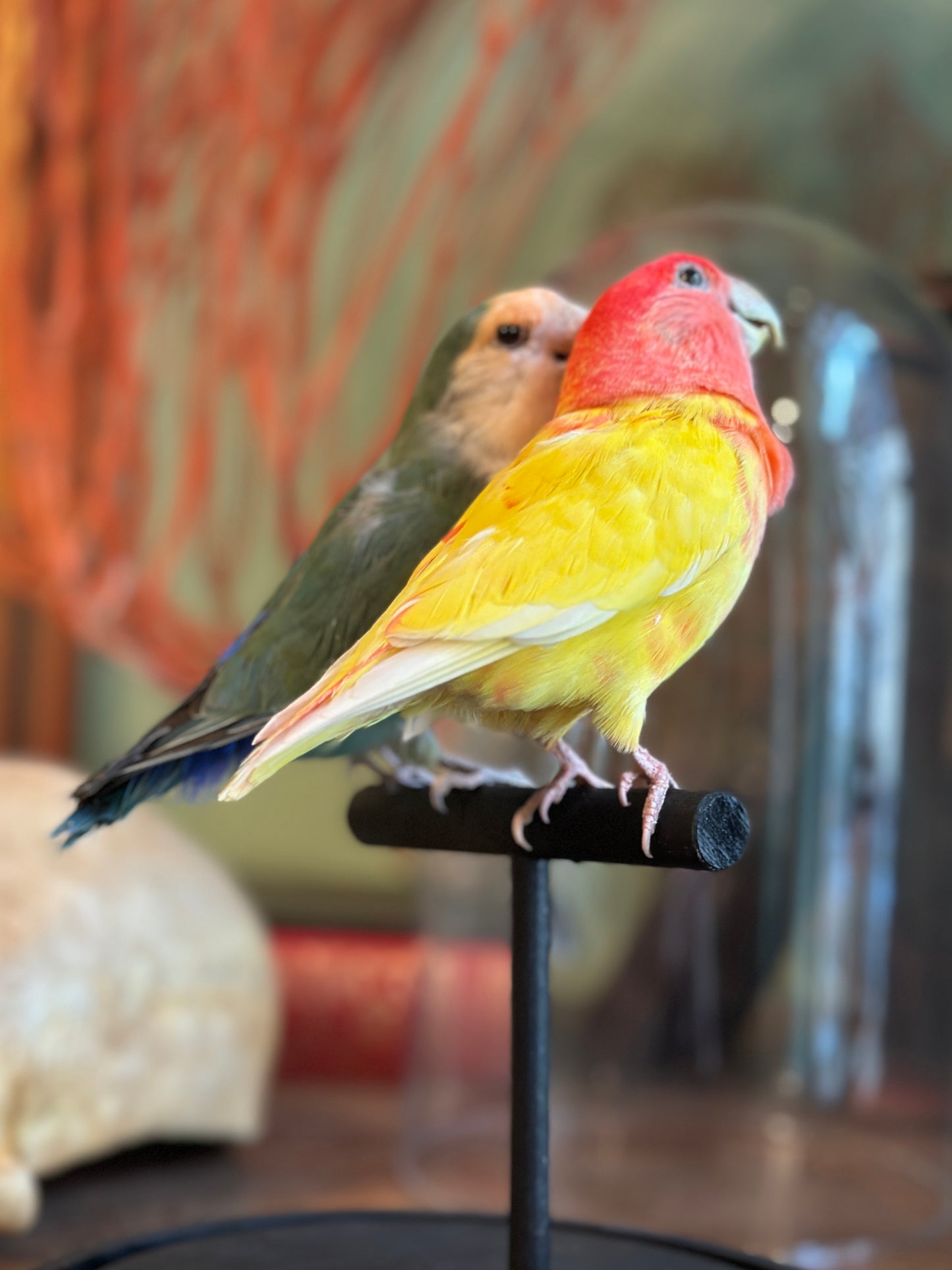 Inseparable hybrid duo