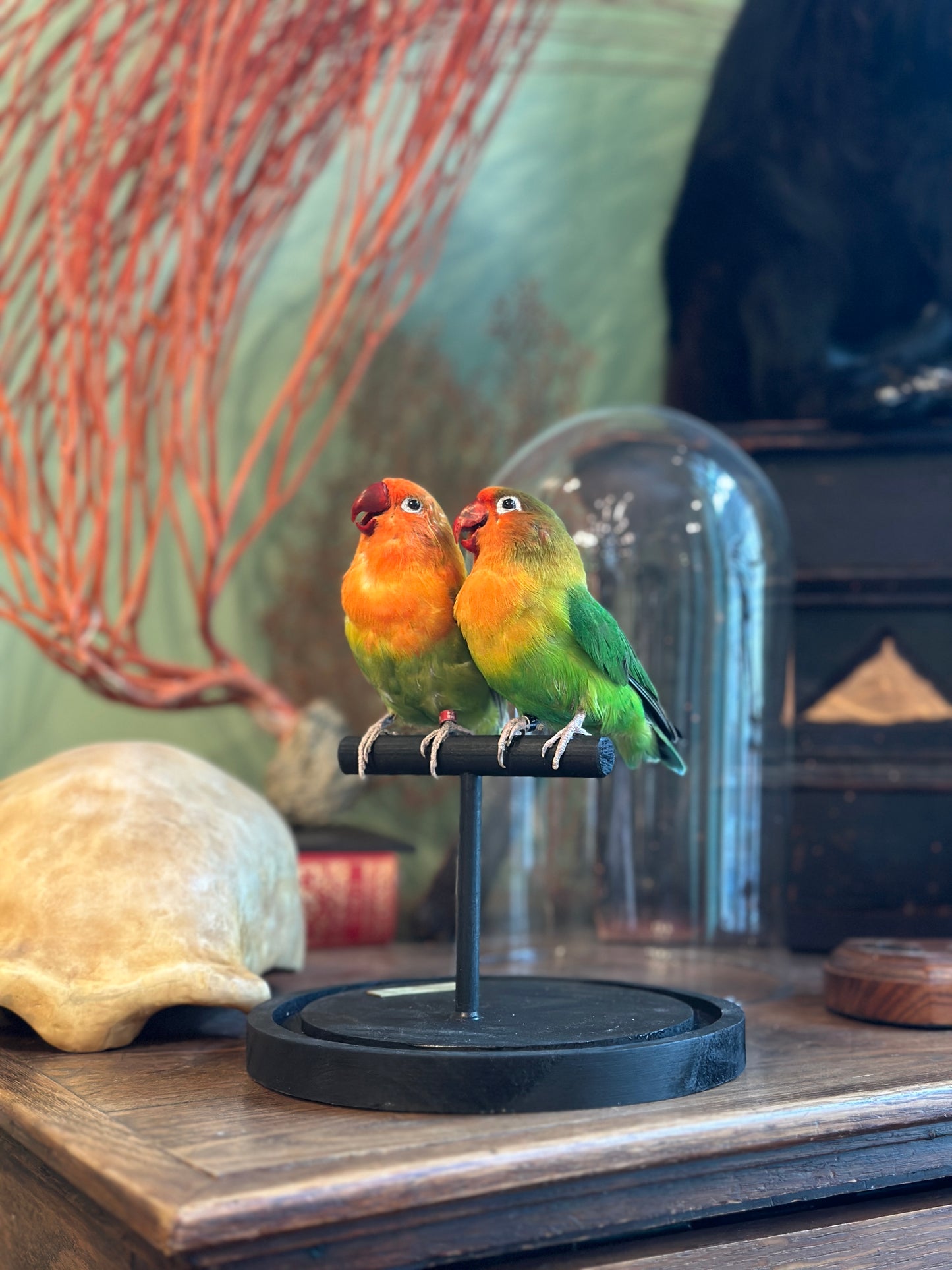 Duo inséparables hybrides sous globe