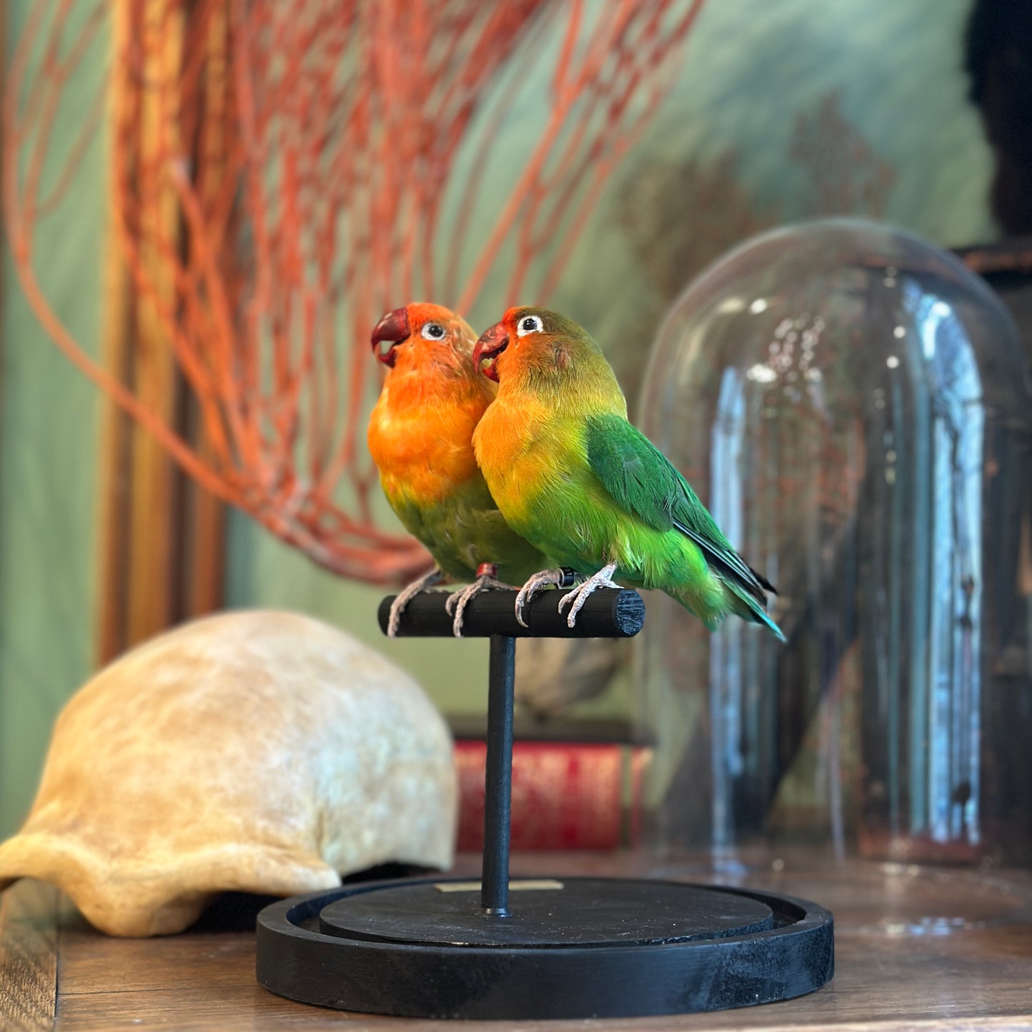 Duo inséparables hybrides sous globe