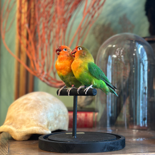 Duo inséparables hybrides sous globe