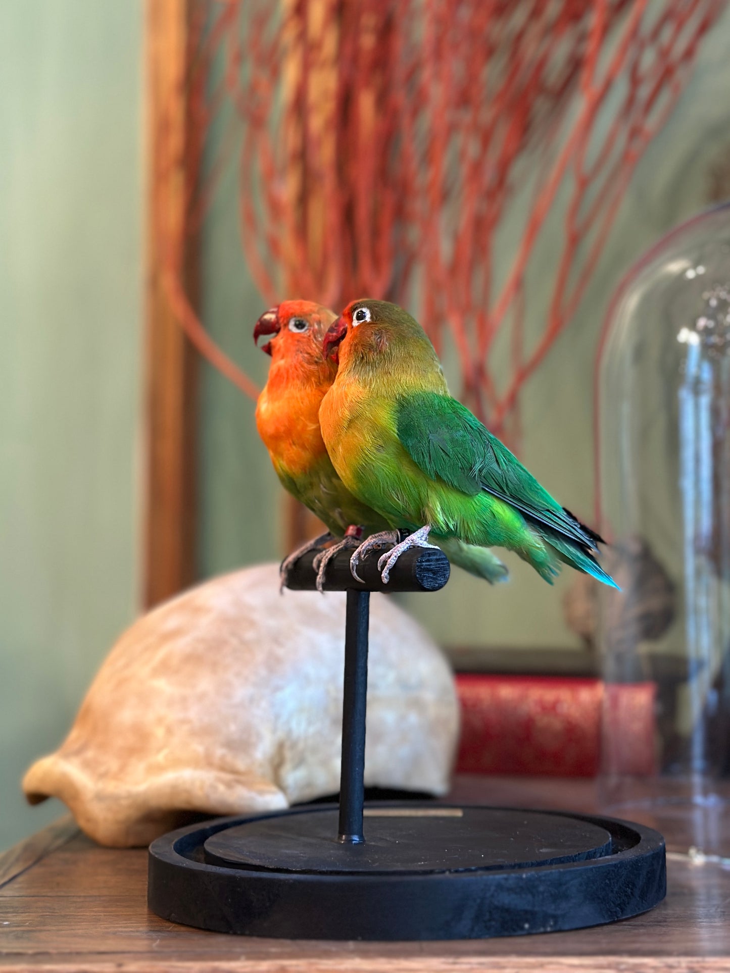 Duo inséparables hybrides sous globe