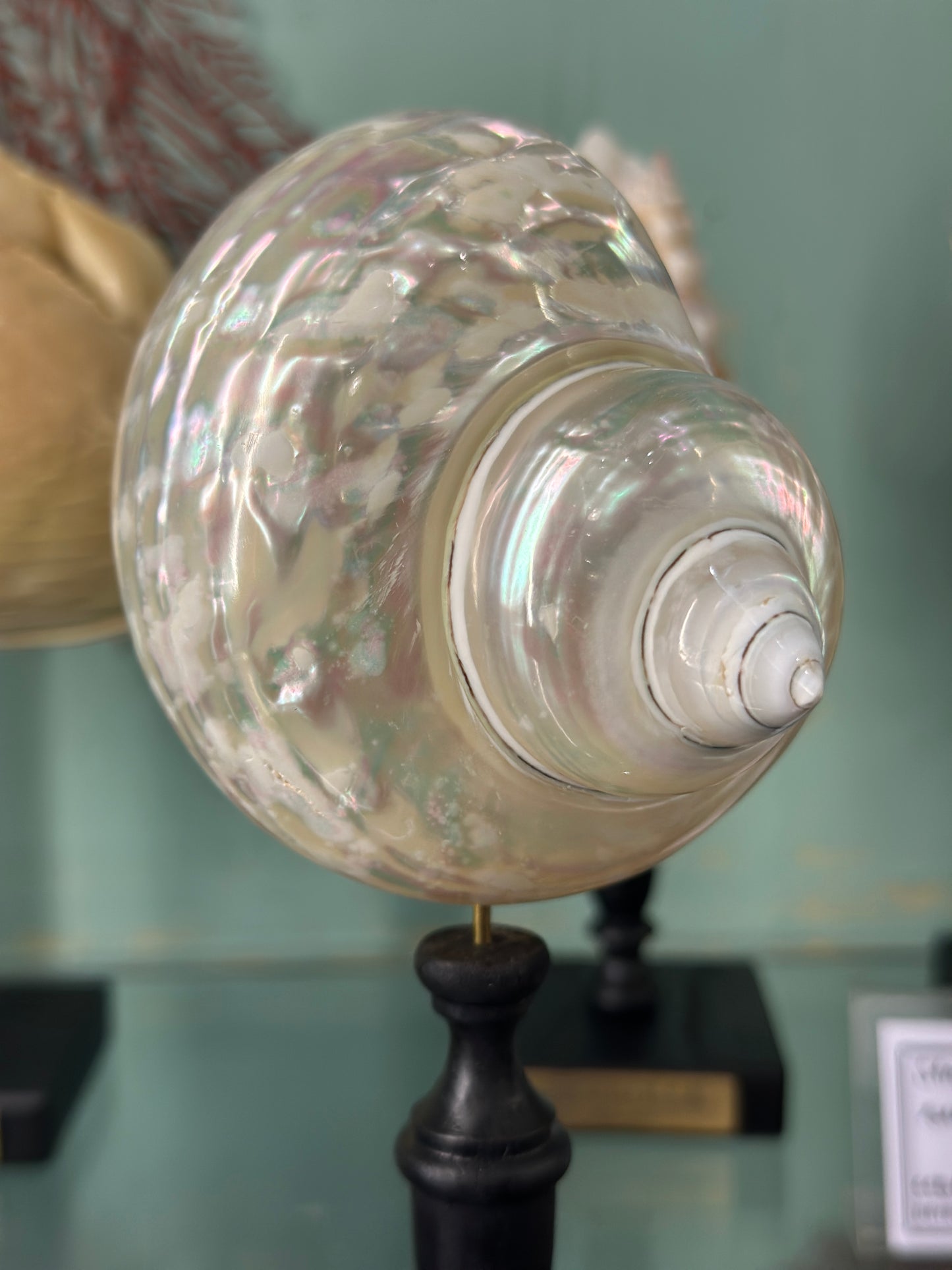 Pearlescent turbo on a base