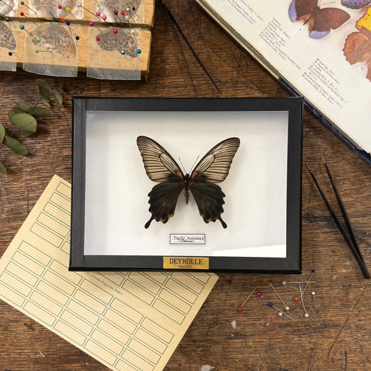 Papilio memnon (femelle)