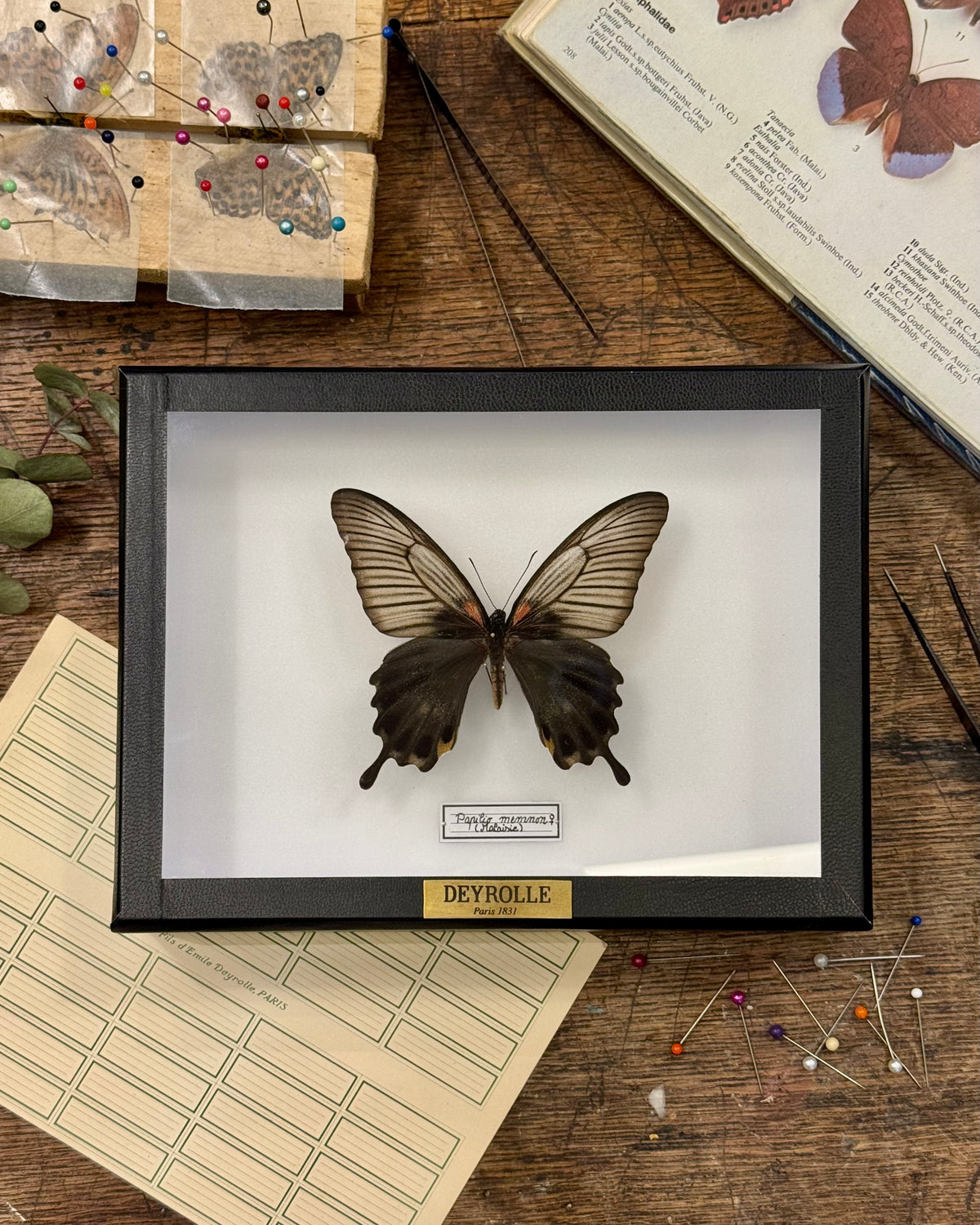 Papilio memnon (femelle)